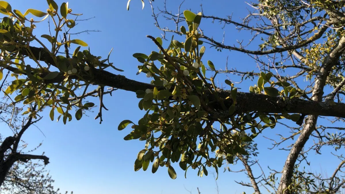 Mehrjährige Misteln sind an den weißen runden Früchten zu erkennen.
Mistel in Obstbaum