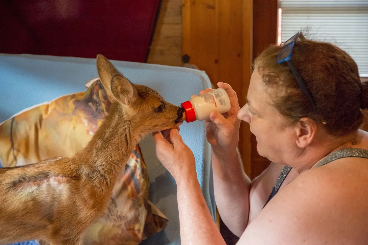 Tierheim Obere Roggenmühle - Annette Schaum zieht ein Rehkitz auf⇥