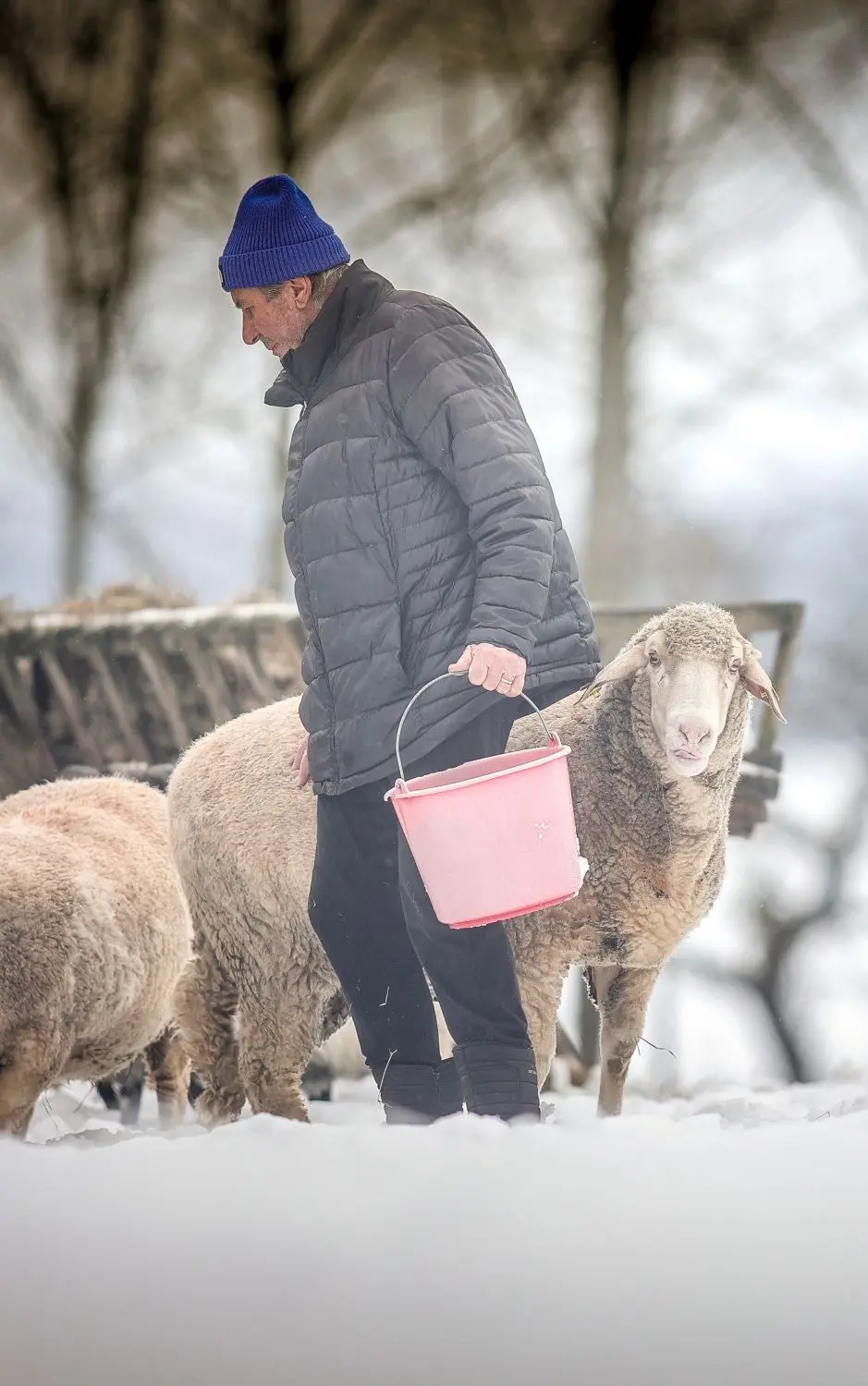 Schäfer auf Zeit: Der 80-jährige frühere Versicherungsmanager ist seit Jahrzehnten im Tierschutz aktiv. Er schaut regelmäßig bei den Schafen nach dem Rechten.