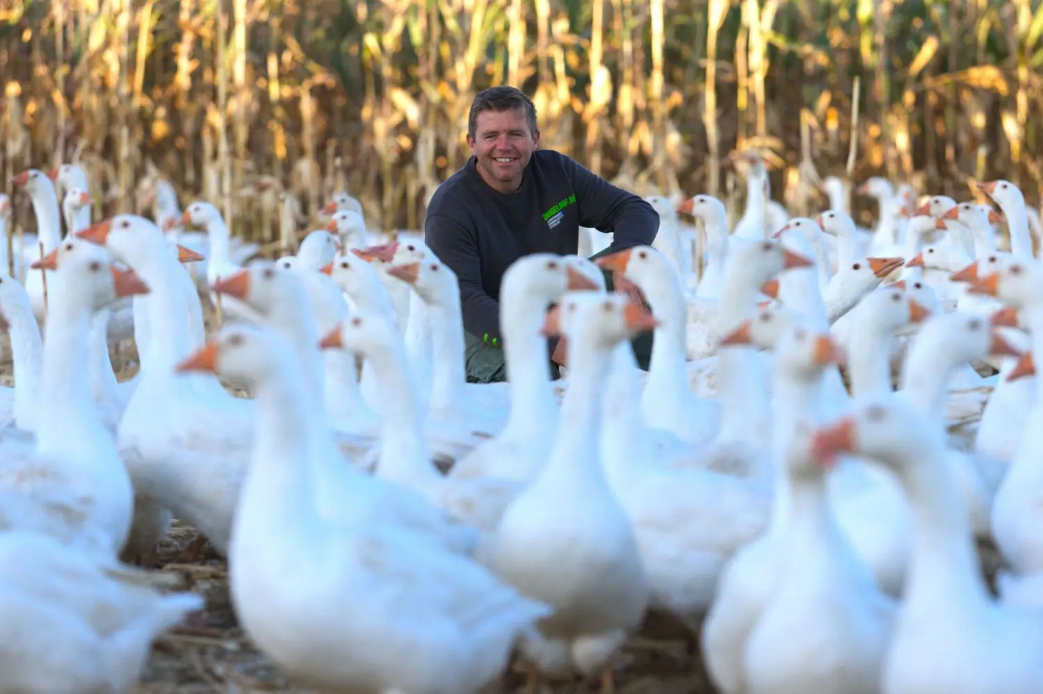 Aus dem Münsterland auf die Schwäbische Alb: Uwe Dangel inmitten seiner 3000 Gänse, die alle als Festtagsbraten enden werden. ⇥