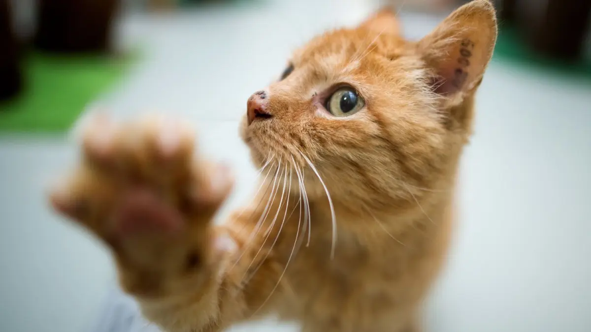 Ist die Katze versorgt, freut sich die Kommune: Der Pauschalvertrag der Stadt Langenau mit dem Tierheim Ulm gilt für alle Fundtiere.⇥
ARCHIV - 22.08.2014, Niedersachsen, Hannover: Eine Katze spielt im Katzenhaus im Tierheim. (zu dpa "Tierheime vermitteln um Weihnachten keine Tiere" vom 09.12.2018) Foto: Julian Stratenschulte/dpa +++ dpa-Bildfunk +++ | Verwendung weltweit