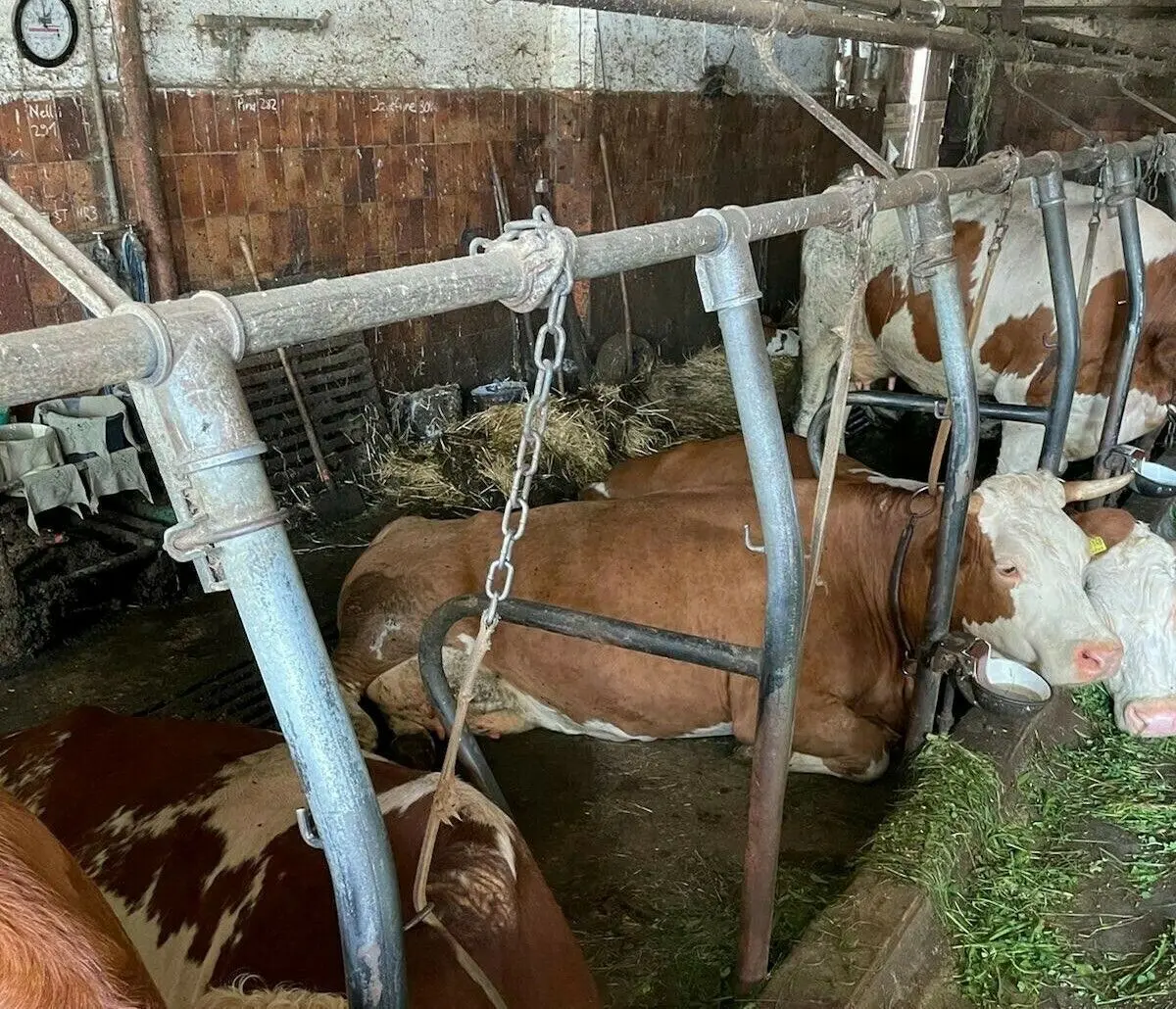 Fotos von Peta zu einem landwirtschaftlichen Betrieb im Landkreis Neu-Ulm: ganzjährige Anbindehaltung beim Rind sei Tierquälerei, sagt die Tierrechtsorganisation.