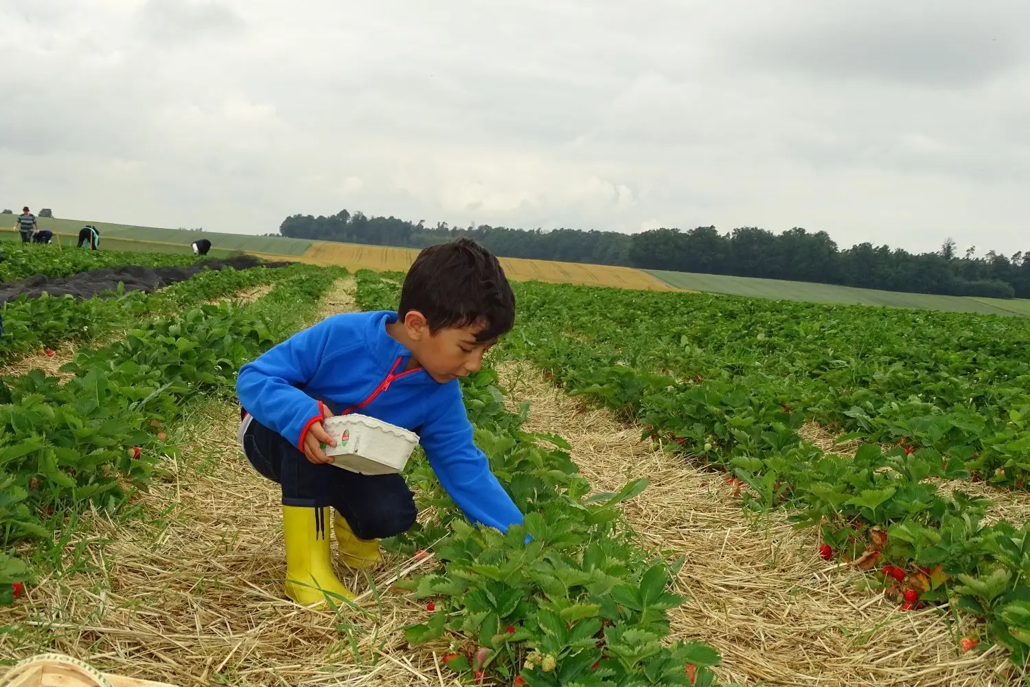 Der kleine Levian geht auf in seiner Arbeit auf dem Erdbeerfeld für Selbstpflücker: Keine grüne Frucht landet in seinem Körbchen.⇥