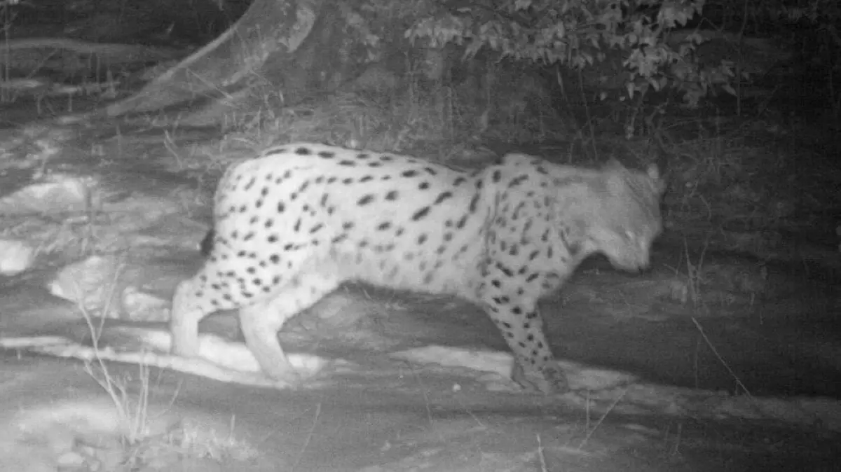 Sicheres Lebenszeichen: Luchs Tello ist im Wald bei Mössingen in eine Fotofalle getappt.⇥