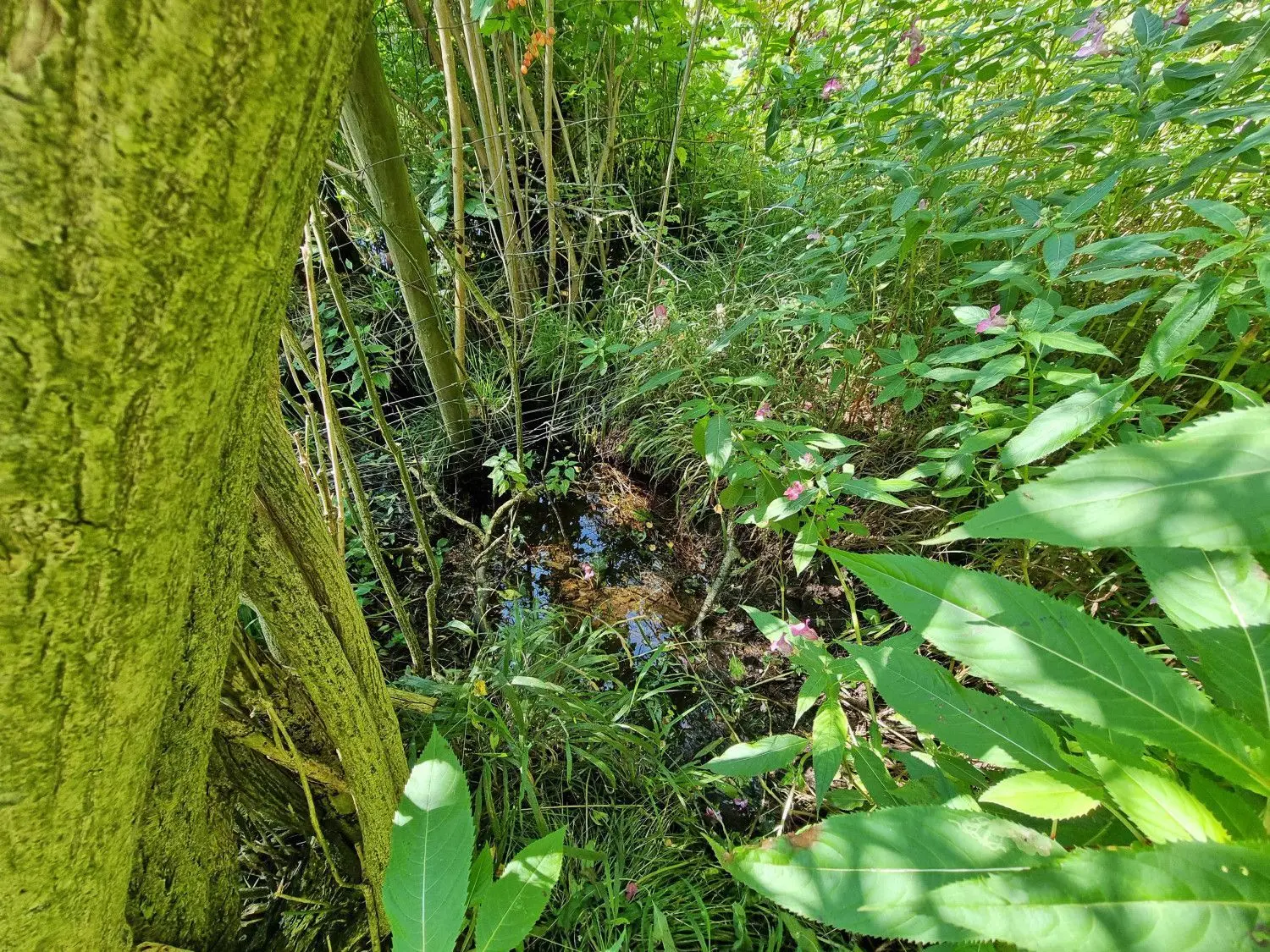 In diesem Jahr hat der Grimmensee bei Langenau wieder Wasser, wenngleich das Areal stark zugewachsen ist.