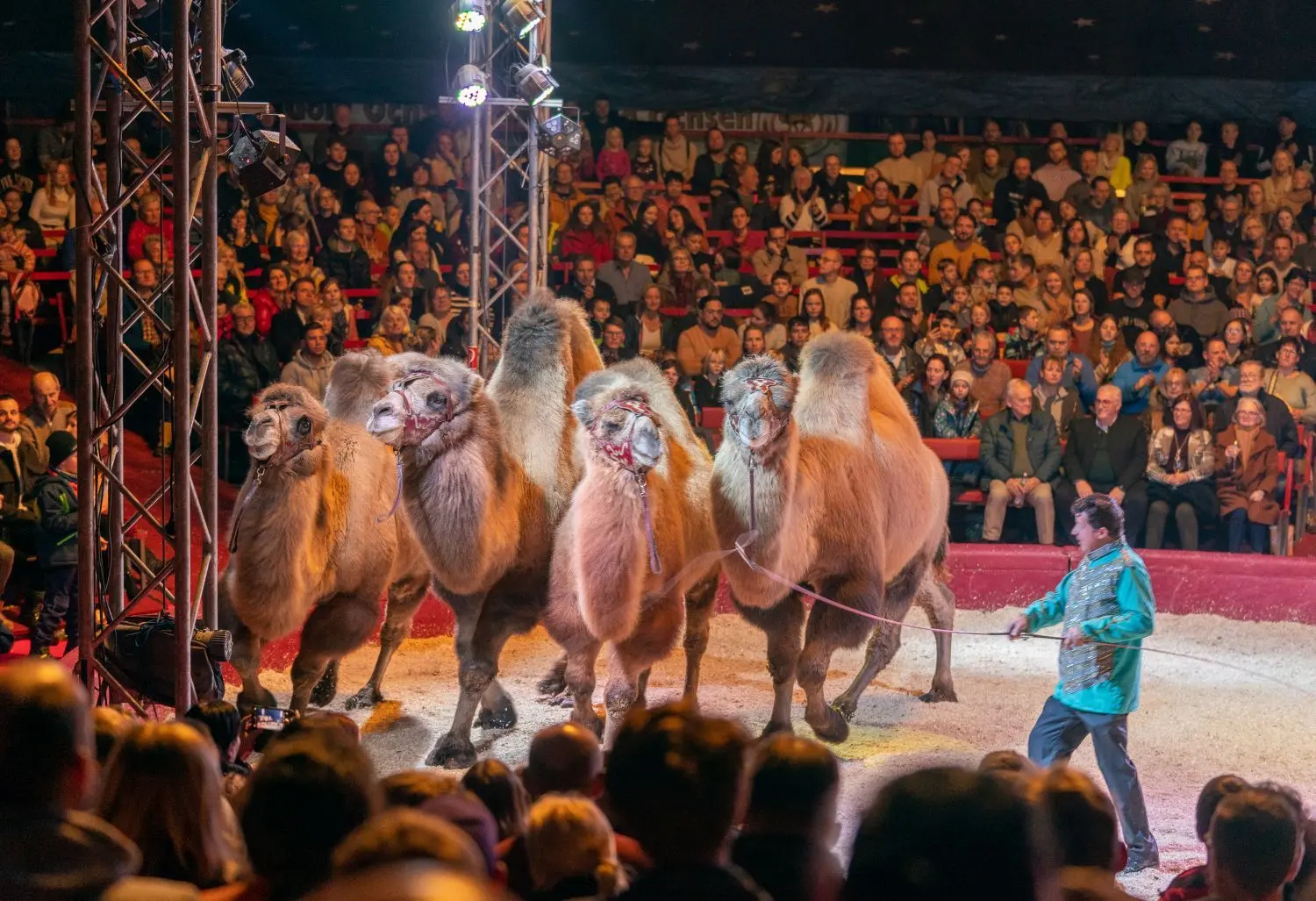 Vier Dromedare in der Arena des Ulmer Weihnachtszirkus 2022. Trainiert werden sie von Zirkusdirektor Veno Mendes.