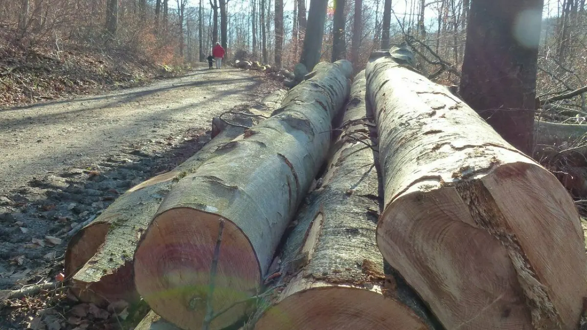 Das kostbare Gut liegt aufgestapelt am Wegesrand: „Holz ist das neue Klopapier“, weiß der Förster.
Holzversteigerung