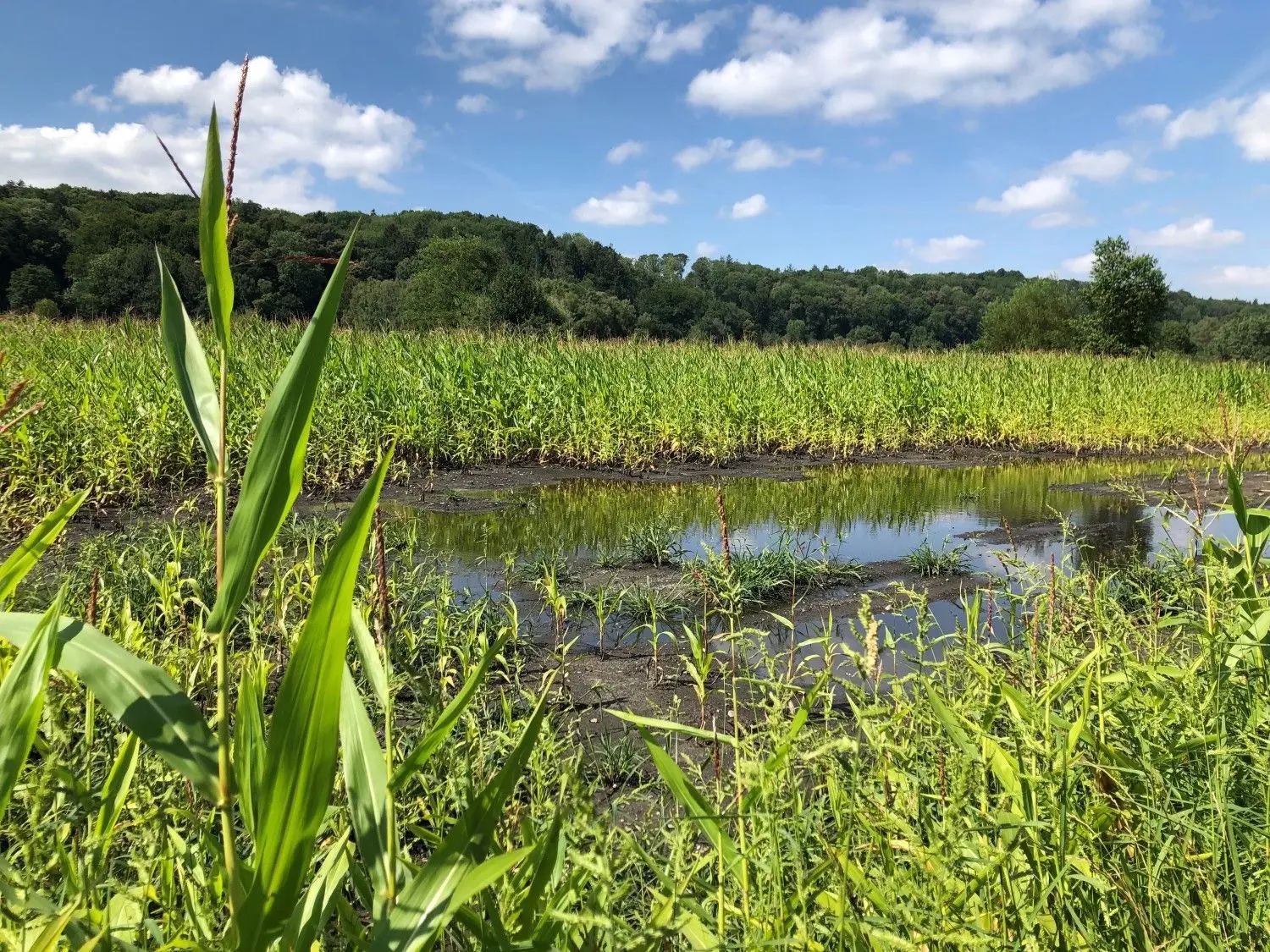 Auch sechs Wochen nach den Starkregenfällen steht auf den westlichen Dietenheimer Wiesen noch das Wasser. ⇥Foto: