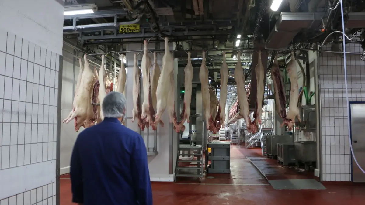 Schweinehälften im reinen Bereich des Crailsheimer Schlachthofs von Vion. Cem Kanbur, technischer Manager, begutachtet die Zerlegung.
