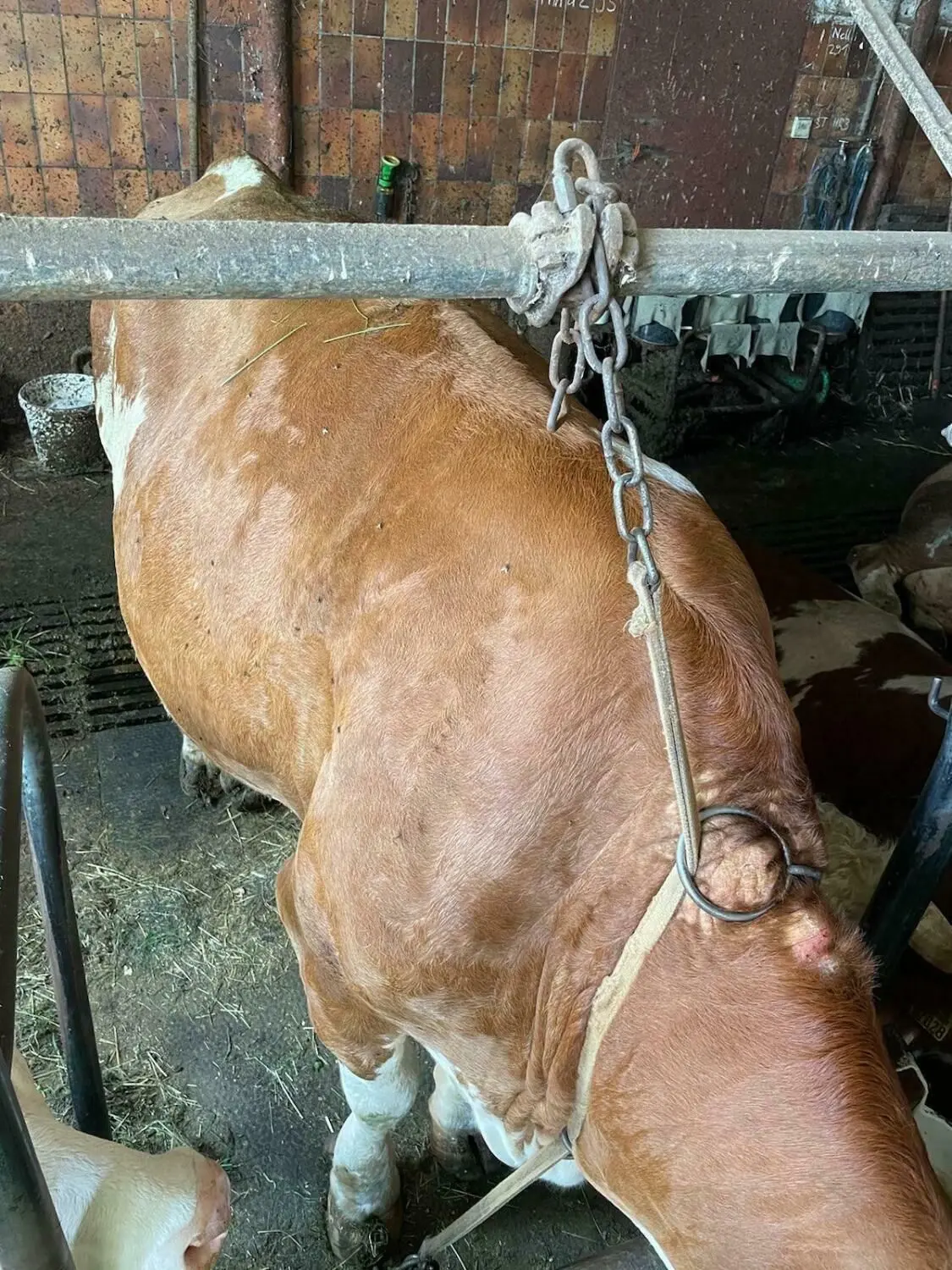 Fotos von Peta zu einem landwirtschaftlichen Betrieb im Landkreis Neu-Ulm: ganzjährige Anbindehaltung beim Rind sei Tierquälerei, sagt die Tierrechtsorganisation.