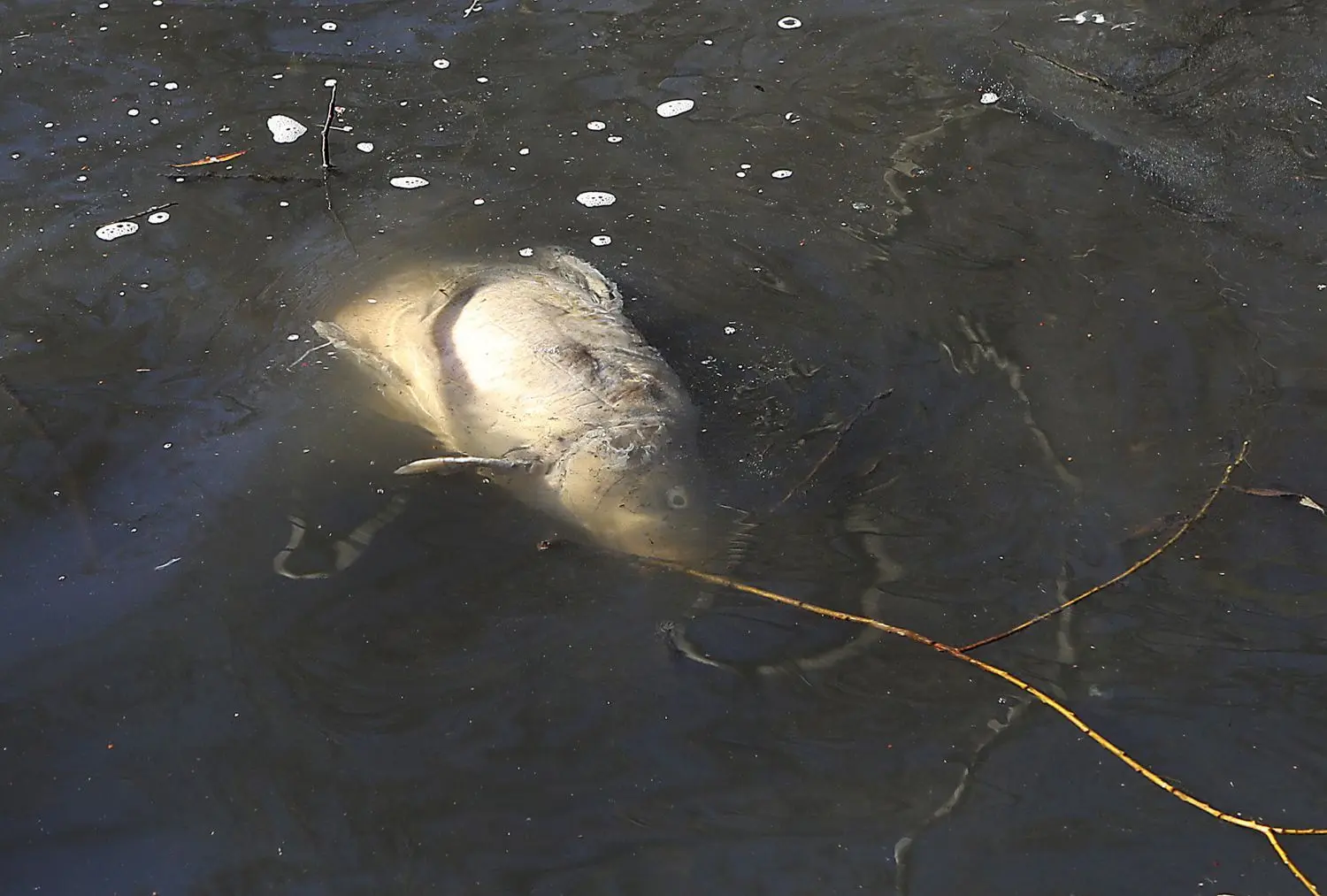 Ein toter Karpfen schwimmt im trüben Wasser.