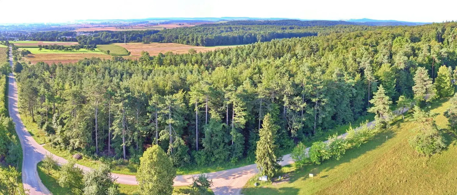 Der Ehinger Stadtwald aus der Vogelperspektive. Rote Baumwipfel wie anderen Regionen sieht man hier noch nicht, wohl aber lichte Kronen und dürre Äste. 