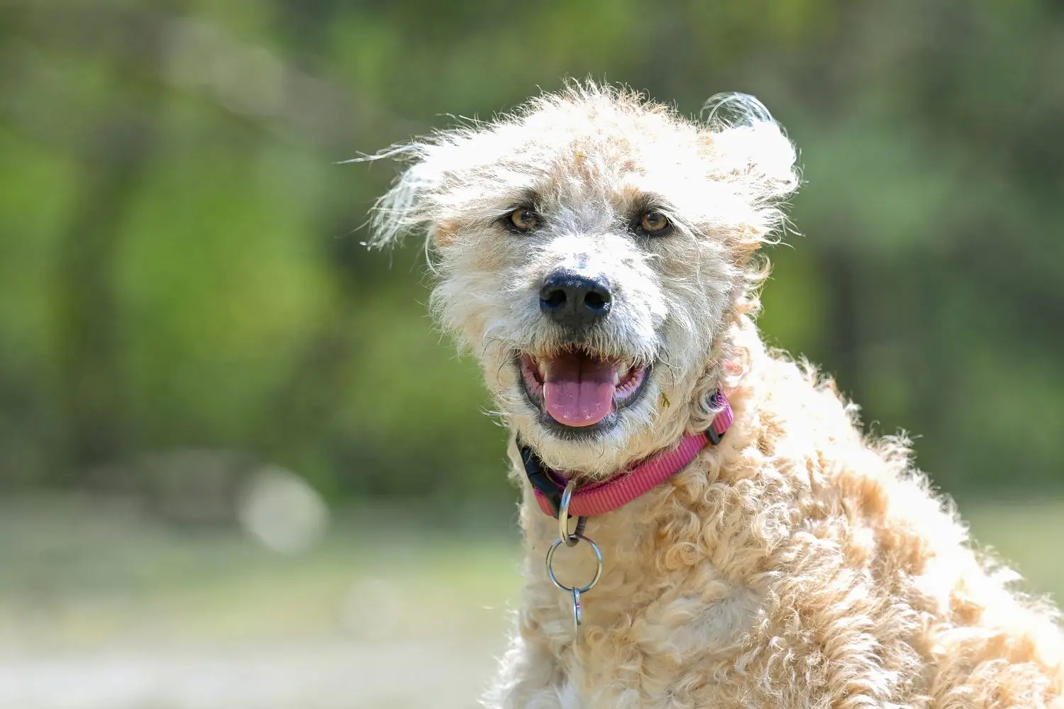 Auch andere Hundehalter sind von Piroschka begeistert.
