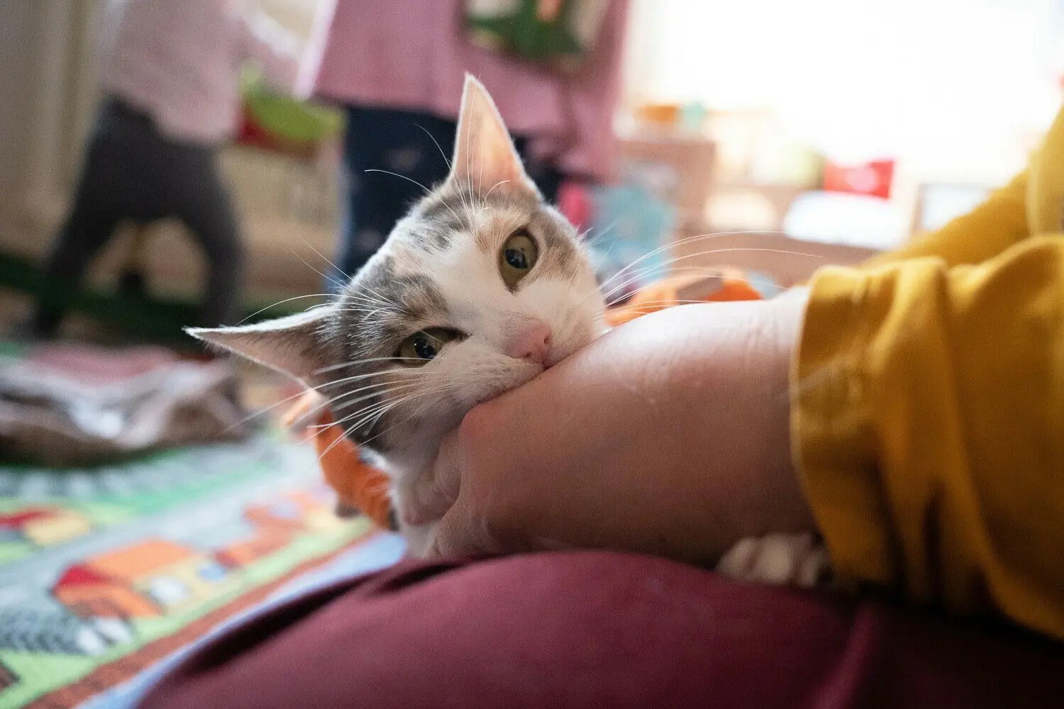 Sind Katzenfänger in Metzingen unterwegs?