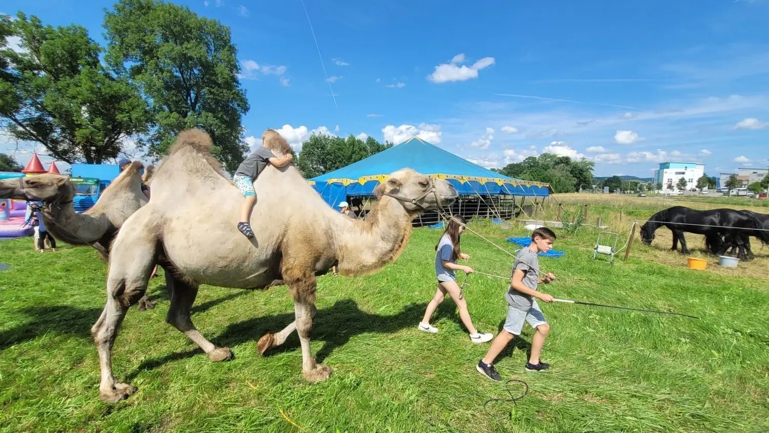 Fest den Höcker umklammert, drehen die kleinen Besucher auf dem Rücken zweier Kamele des Zirkus Alberti langsam ihre Runden.⇥