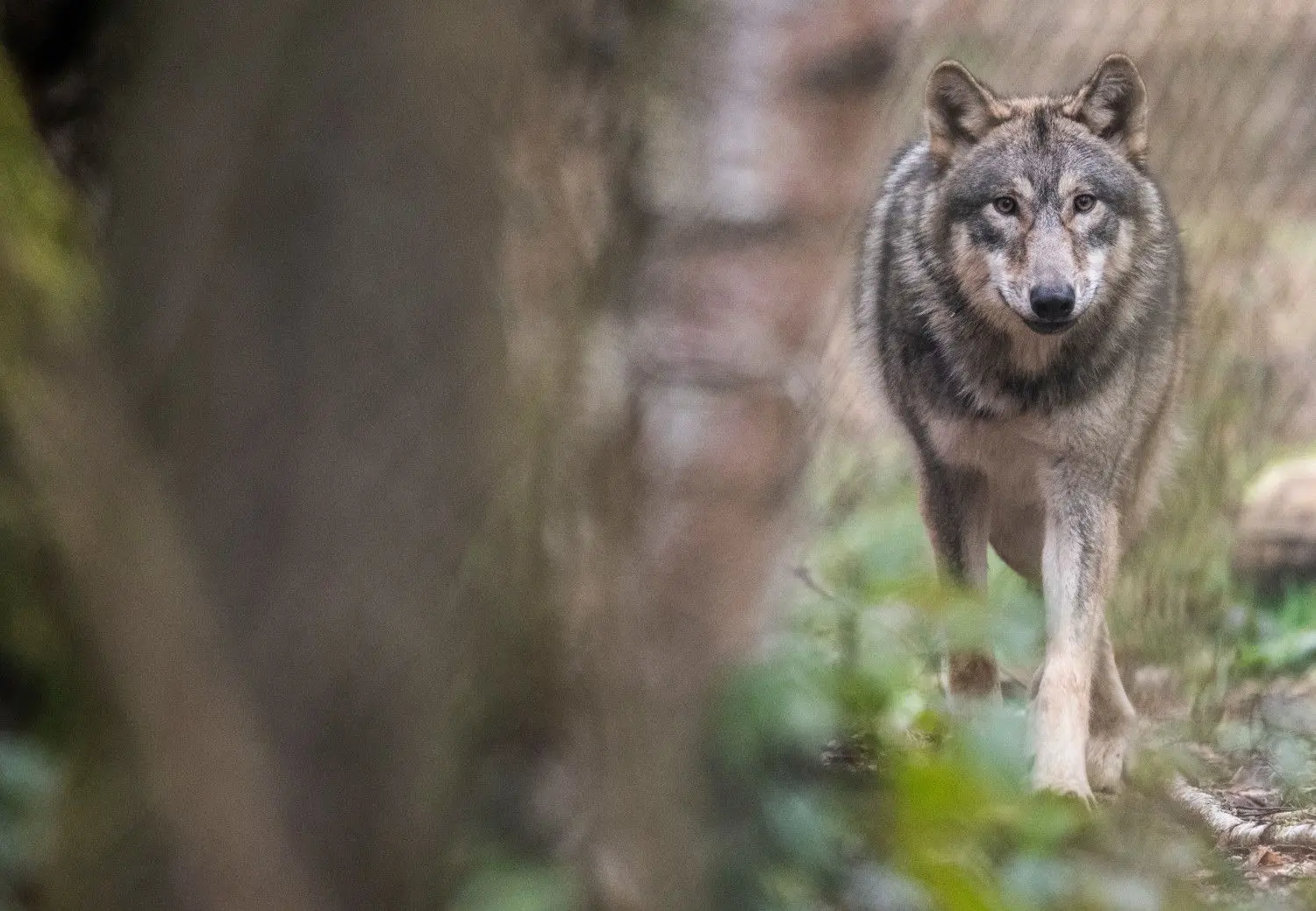 Die Rückkehr des Wolfes bringt Weide-Tierhalter, die oft ohnehin wirtschaftlich schon mit dem Rücken zur Wand stehen, noch mehr in Bedrängnis. Der Schutz der Herden ist zeit- und arbeitsintensiv.  