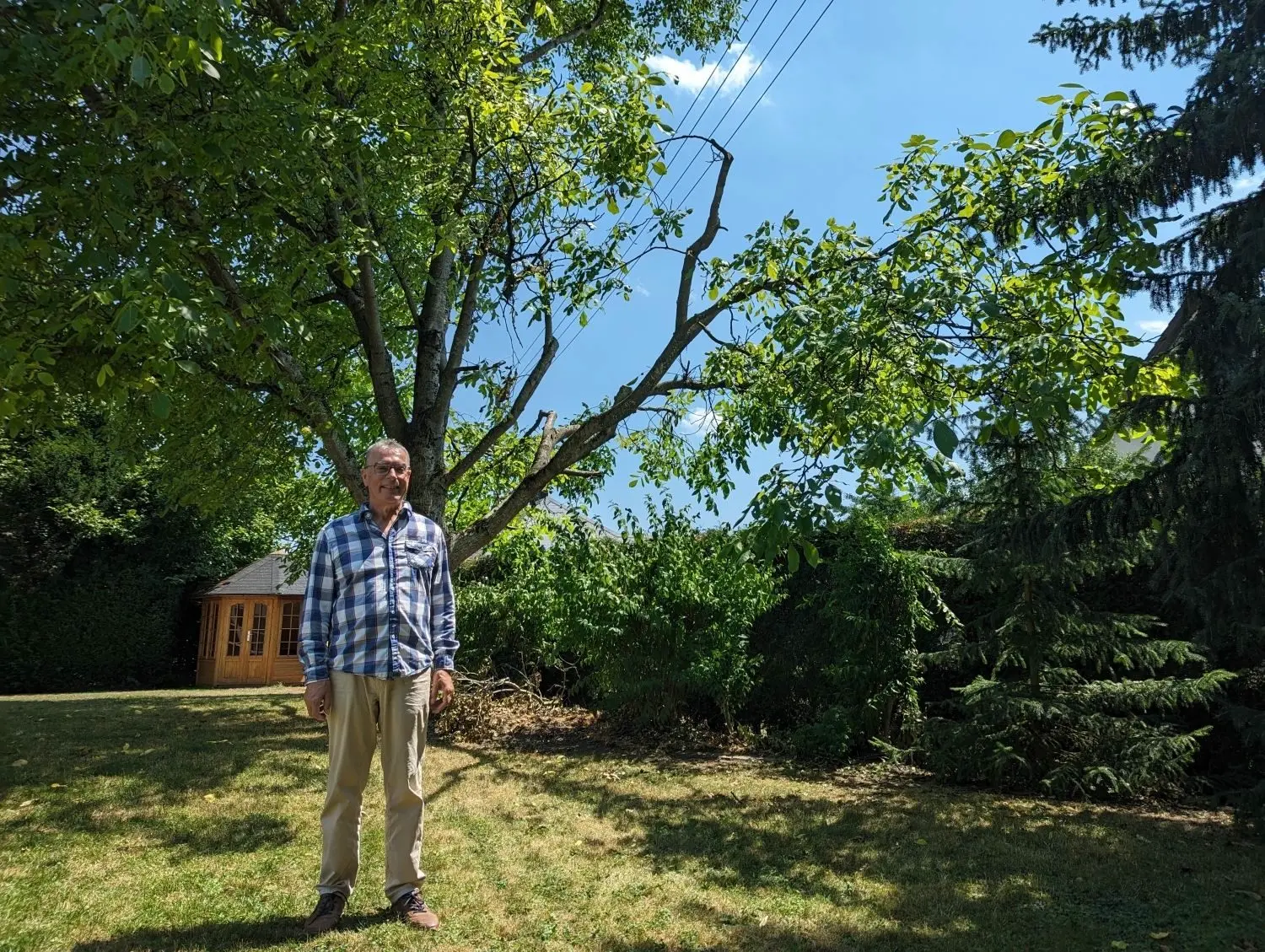 Radikaler Baumschnitt ENBW zerlegt halben Walnussbaum in einem Garten