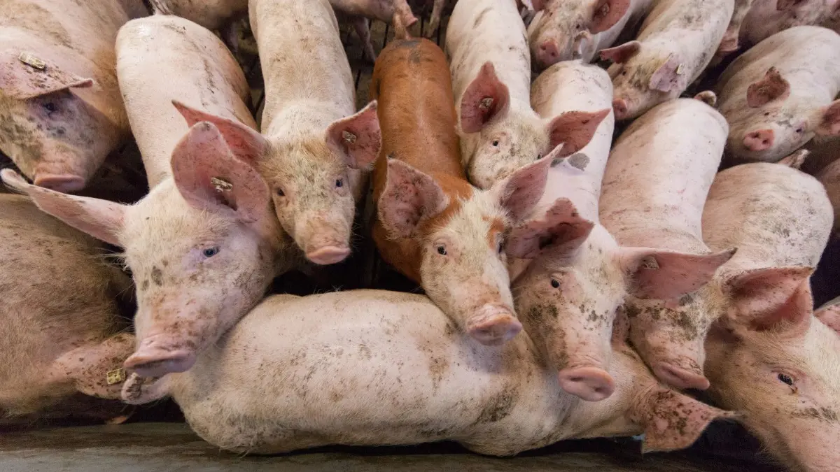 Wieviel soll das Fleisch von Schweinen kosten?
ARCHIV - 21.08.2018, ---: Schweine stehen in einem Stall. (zu dpa «Montgomery für strikte Regulierung von Antibiotika in der Tierhaltung») Foto: Friso Gentsch/dpa +++ dpa-Bildfunk +++