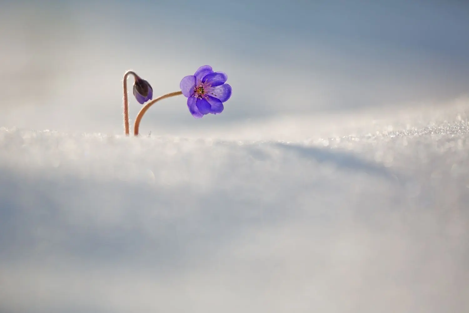 Ebenso wie ein Lederblümchen im Schnee.