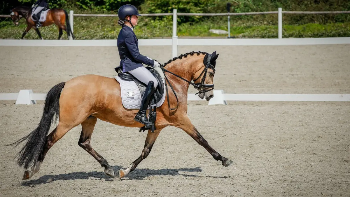 Das Dressurfestival in Illertissen war ein voller Erfolg. Pferde, Reiter und Reiterinnen, hier Amadea Thiel auf Napoleon, fühlten sich wohl.
Illertissen - Pony Dressurprfg Kl. L - 215 - Napoleon 456 - Thiel Amadea