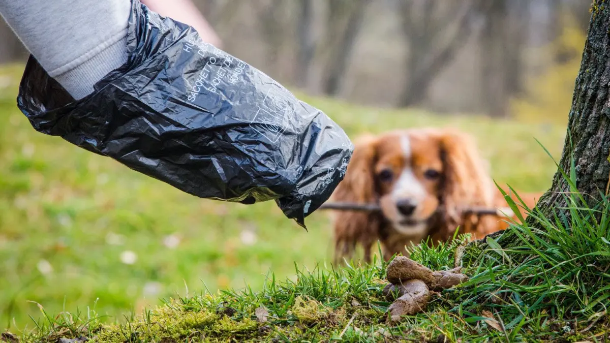 Eine solche Sorgsamkeit wünschen sich Spaziergänger von Hundehaltern am Waldstadion in Albershausen.⇥
ARCHIV - ILLUSTRATION - 15.03.2017, Baden-Württemberg, Fellbach: Ein Mann greift auf einer Wiese in mit einem Hundekotbeutel nach einem Hundehaufen. (zu dpa «Datenbank-Idee gegen Hundekot sorgt für vollere Sammelbehälter» vom 20.03.2018) Foto: Christoph Schmidt/dpa +++ dpa-Bildfunk +++