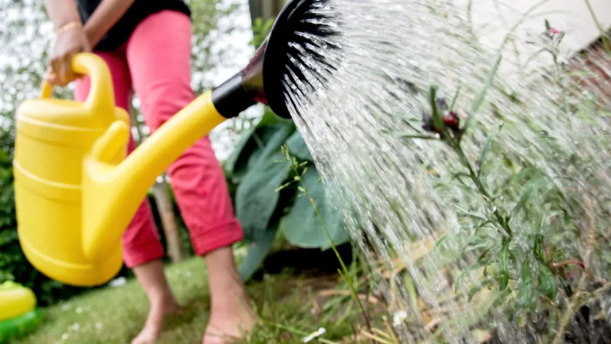 Für einige Vorhaben darf allerdings noch ohne Erlaubnis geschöpft werden. (Symbolbild)
29.05.2018, Niedersachsen, Laatzen: Eine Frau gießt die Blumen in einem Garten mit einer Gießkanne. Die anhaltende Trockenheit lässt den Wasserverbrauch in Niedersachsen steigen. Foto: Hauke-Christian Dittrich/dpa +++ dpa-Bildfunk +++