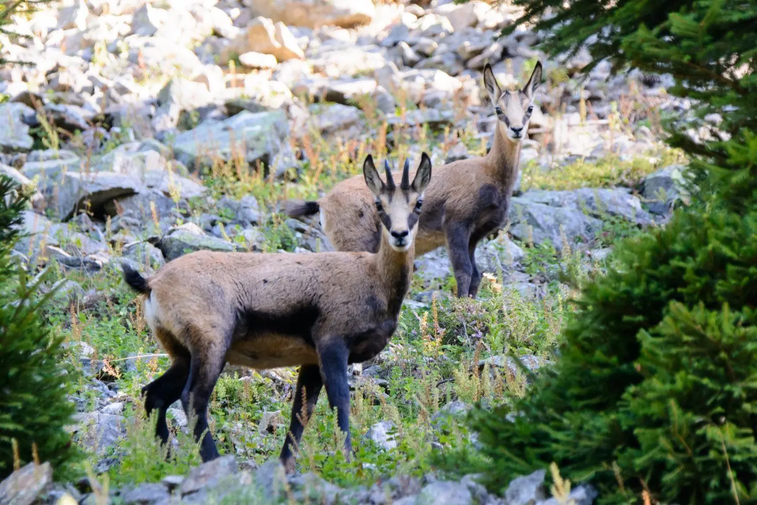 Stattliche Tiere: Gämsen, die mit Ziegen und Antilopen eng verwandt sind, können bis zu 60 Kilogramm schwer werden. ⇥