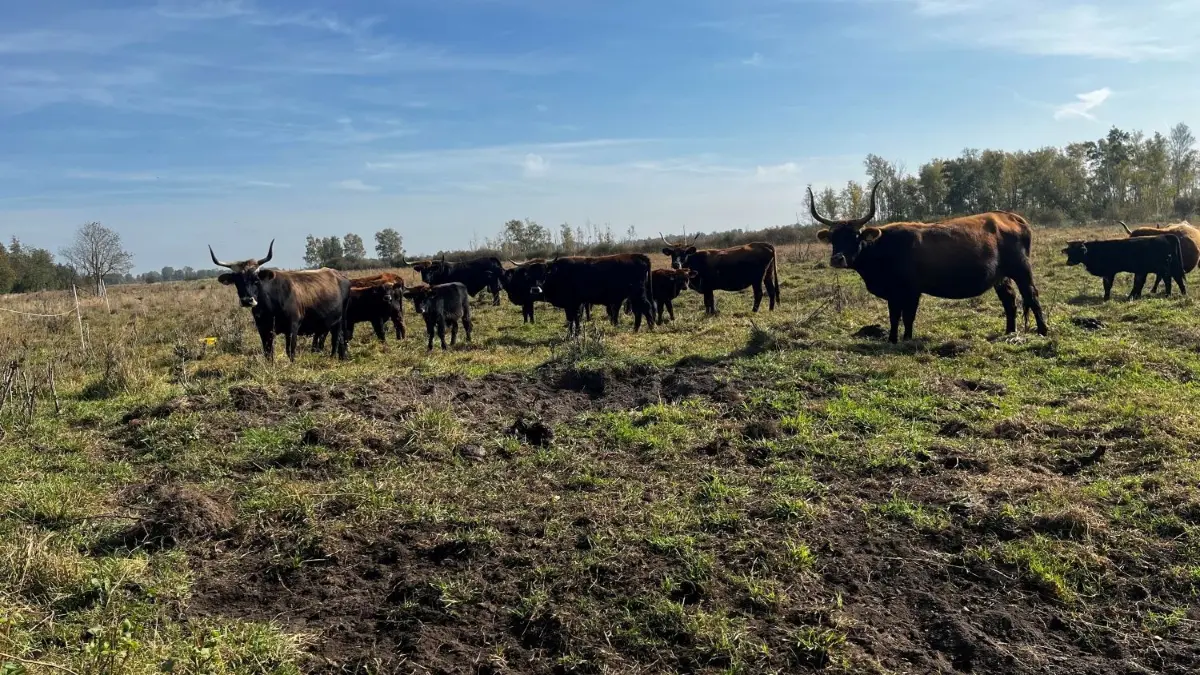 Heckrinder sorgen im Donauried bei Rammingen dafür, dass die Landschaft offen bleibt, Bodenbrüter und seltene Pflanzen Licht bekommen.