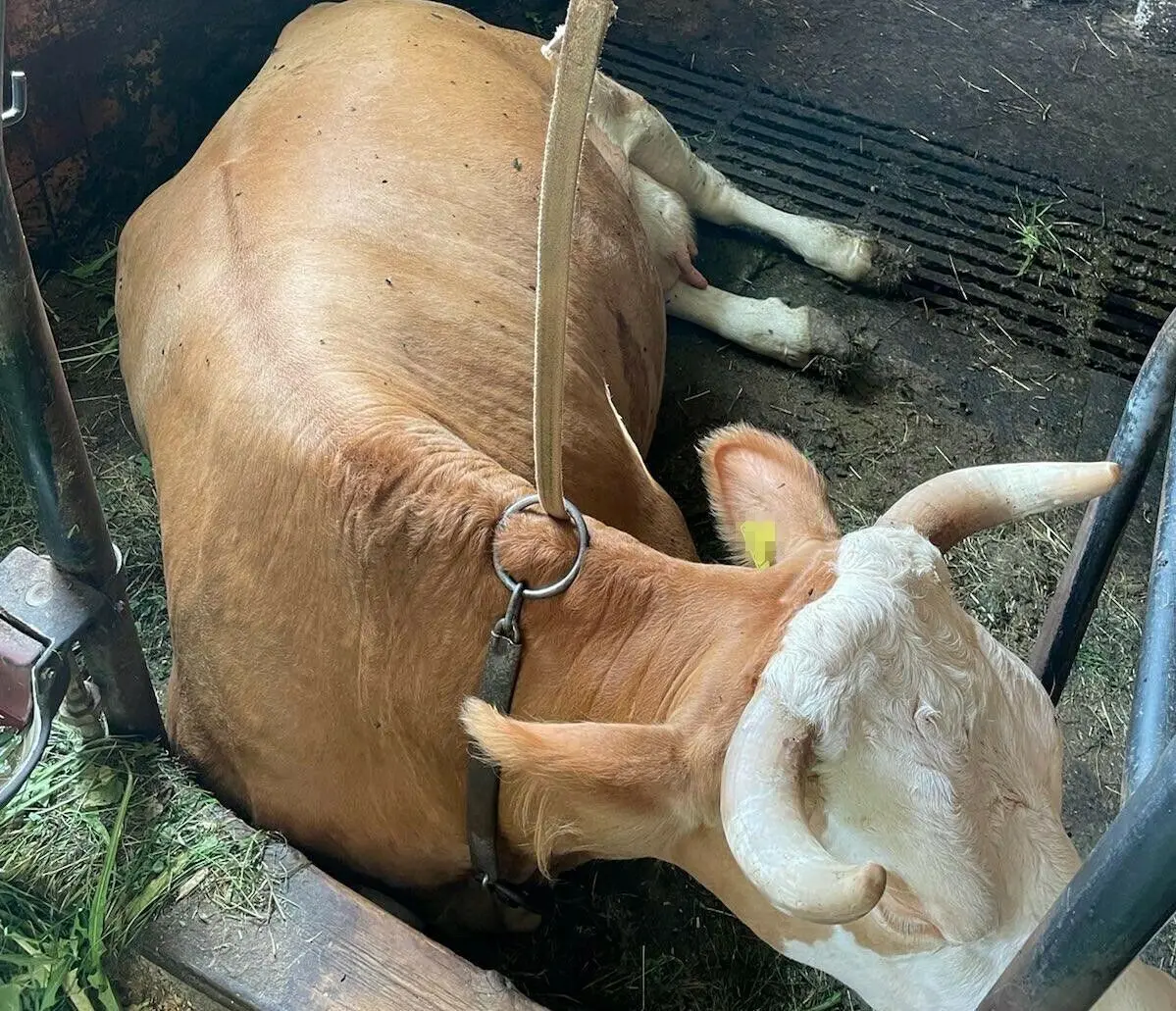 Fotos von Peta zu einem landwirtschaftlichen Betrieb im Landkreis Neu-Ulm: ganzjährige Anbindehaltung beim Rind sei Tierquälerei, sagt die Tierrechtsorganisation.