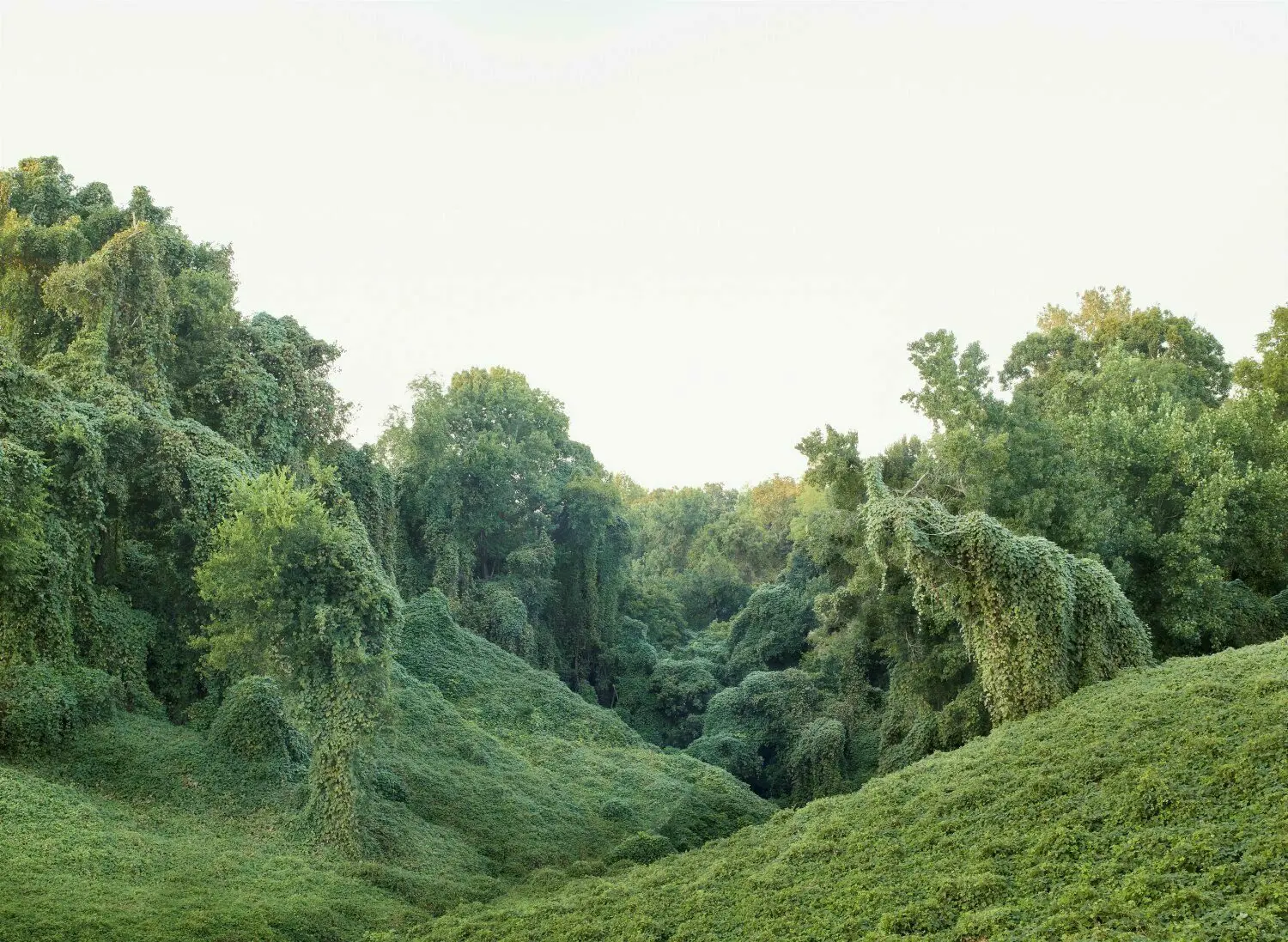 Invasive Pflanze Kudzu Grüne Hölle, grünes Wunder im Stadthaus swp.de