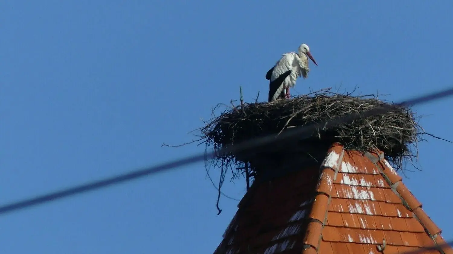 Gut gelandet: Weilheim hat wieder einen Storch auf dem Kirchturm. Ob es der Weilheimer ist, der immer kommt, ist noch nicht geklärt. ⇥