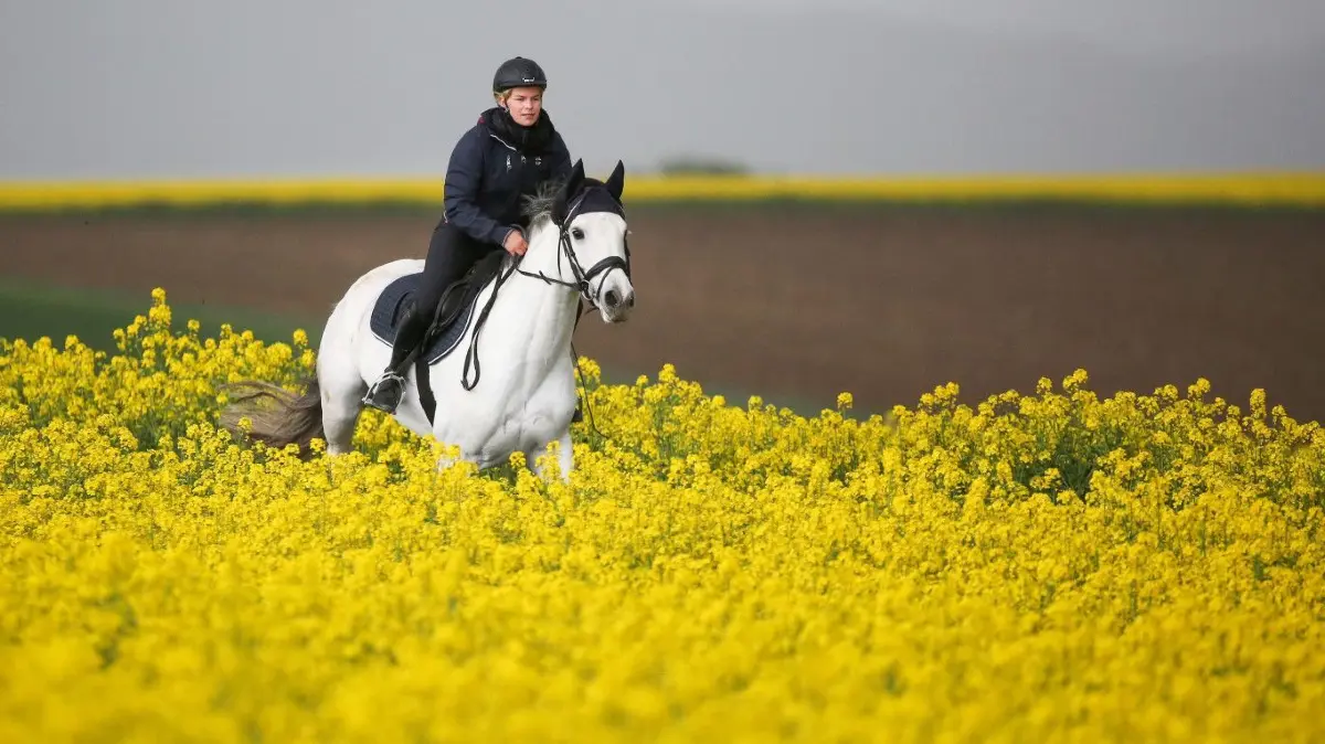 Zum sorgenfreien Ausritt entlang von Rapsfeldern gehört ein gesundes Pferd.
13.05.2021, Baden-Württemberg, Riedlingen: Eine Frau reitet mit ihrem Pferd auf einem zwischen zwei blühenden Rapsfeldern hindurch. Foto: Thomas Warnack/dpa +++ dpa-Bildfunk +++