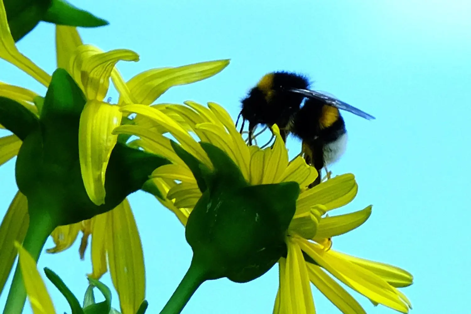 Rein mit dem Rüssel: Eine Hummel tut sich an einer Silphien-Blüte gütlich. ⇥