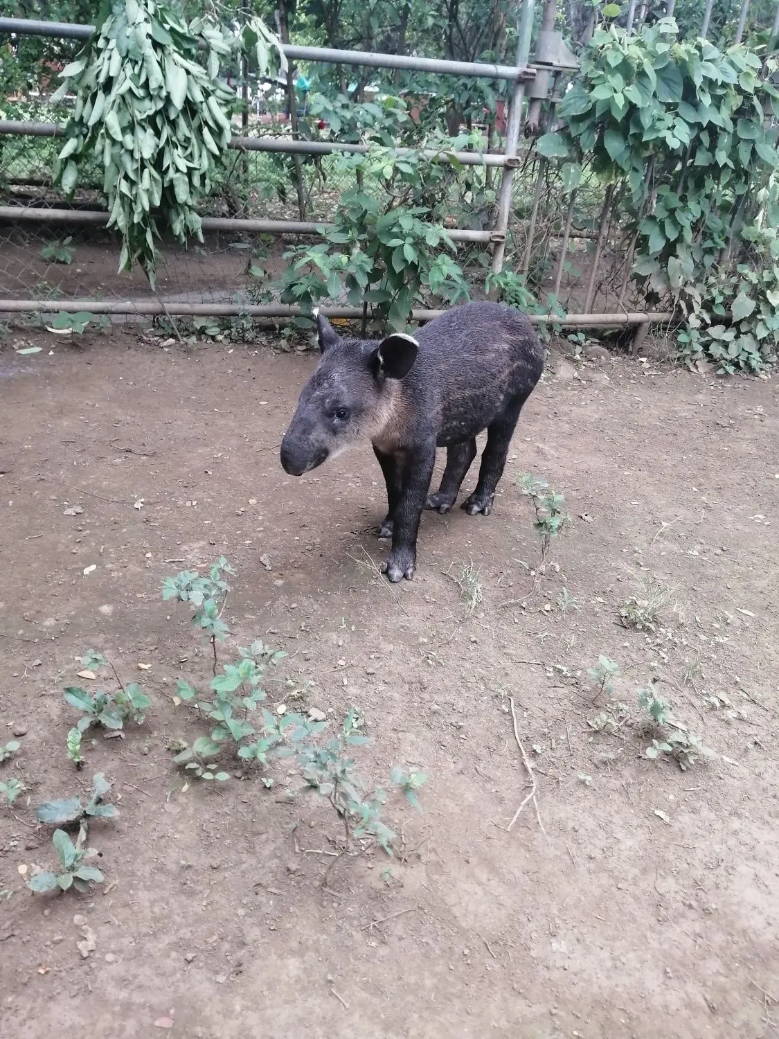 Das Tapir-Kalb soll, wenn es groß ist, ausgewildert werden und hoffentlich die Popultion in der freien Wildbahn Nicaraguas stärken. ⇥