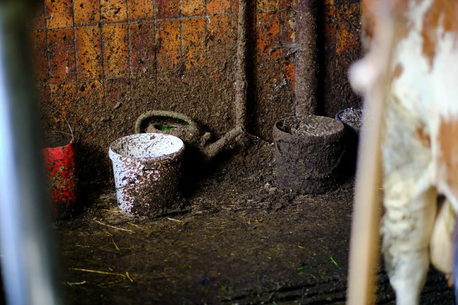 Fotos von Peta zu einem landwirtschaftlichen Betrieb im Landkreis Neu-Ulm: ganzjährige Anbindehaltung beim Rind sei Tierquälerei, sagt die Tierrechtsorganisation.