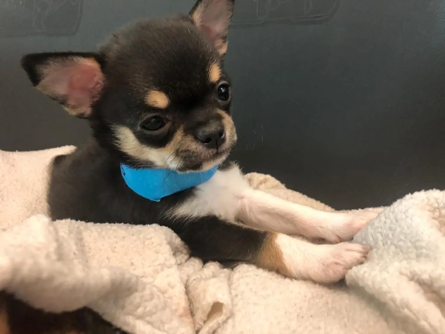 Dieser Chihuahua-Welpe stammt aus einem verwahrlosten Zuchtbetrieb.⇥