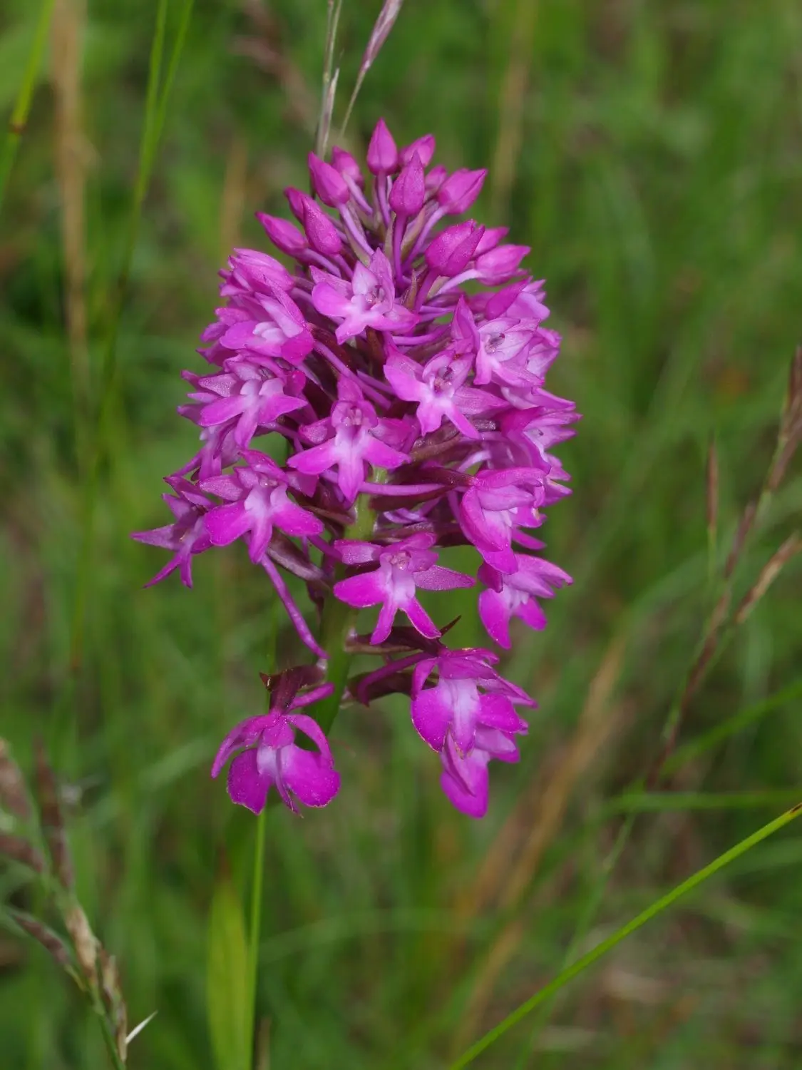 Im Kleinen Lautertal sind Orchideen-Standorte gefährdet.⇥