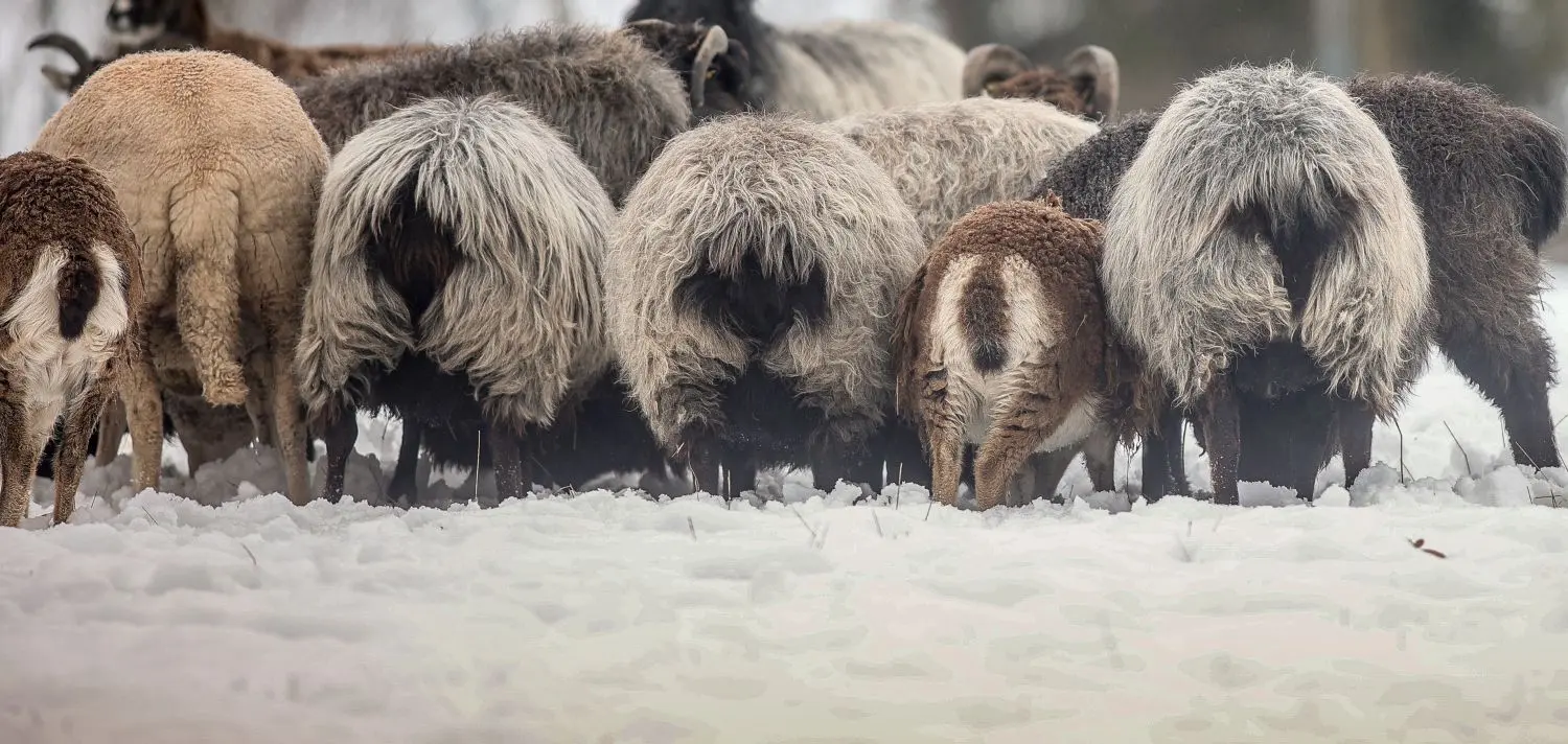 Die Kehrseite des Winters: Das Gras befindet sich unerreichbar im „Kühlschrank“. Die Schafe sind auf Futter von Horst Widder angewiesen.
