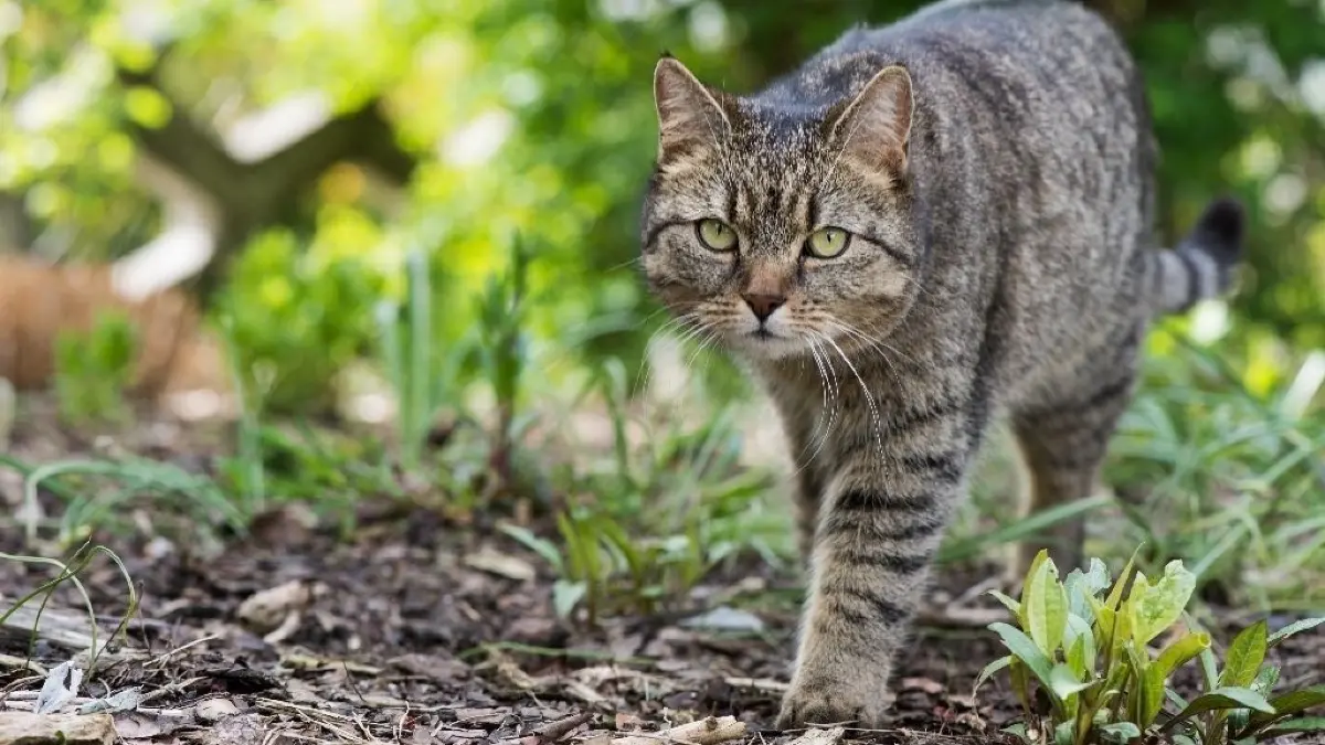 Streuner oder Freigänger: Für alle Katzen, die sich draußen aufhalten, fordern Tierschützer schon lange eine generelle Kastrationspflicht. Eine Treplinerin hat die Forderung für ihre Gemeinde erhoben.
ARCHIV - Zum Themendienst-Bericht von Bernadette Winter vom 4. März 2020: Bei Katzen besser abwägen: Ein Tracker-Halsband kann für Miezen zur tödlichen Gefahr werden, wenn sie damit irgendwo hängen bleiben. Foto: Franziska Gabbert/dpa-tmn - Honorarfrei nur für Bezieher des dpa-Themendienstes +++ dpa-Themendienst +++