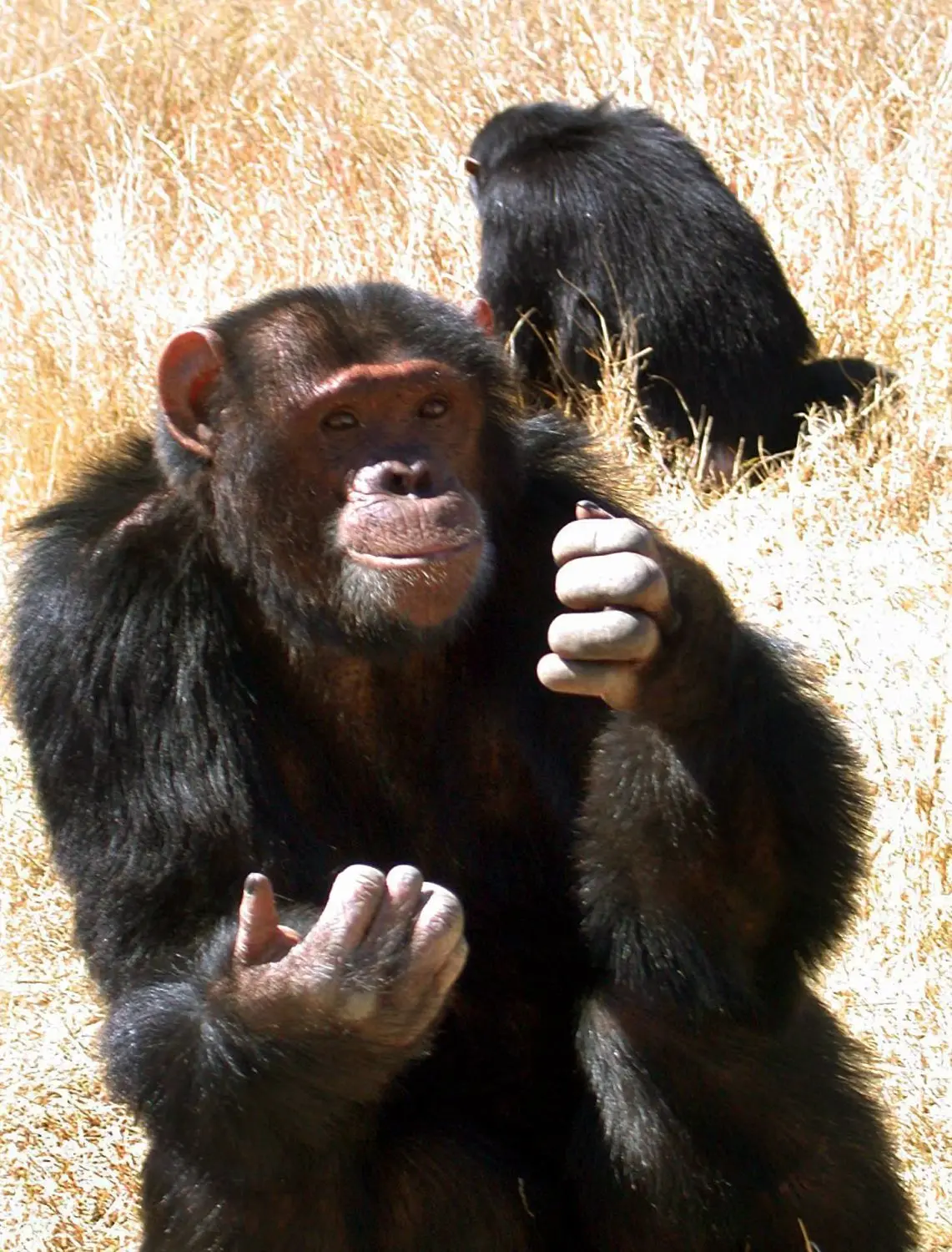 In der Natur verständigen sich Primaten auch mit Gesten. Der Psychologe Roger Fouts brachte in den 70ern Schimpansen Gebärdensprache bei – und inspirierte offenbar T. C. Boyle. ⇥