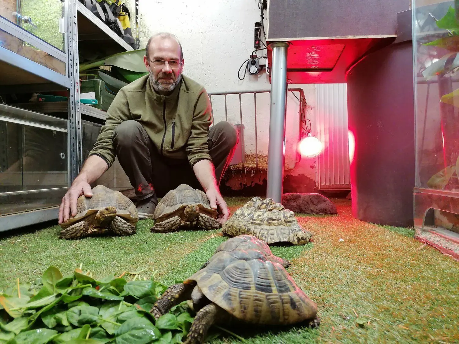 Björn Gruner in der „Kinderstube“. Die beiden Spornschildkröten sind noch lange nicht ausgewachsen. Als Erwachsene wiegen sie bis zu 60 Kilogramm. ⇥