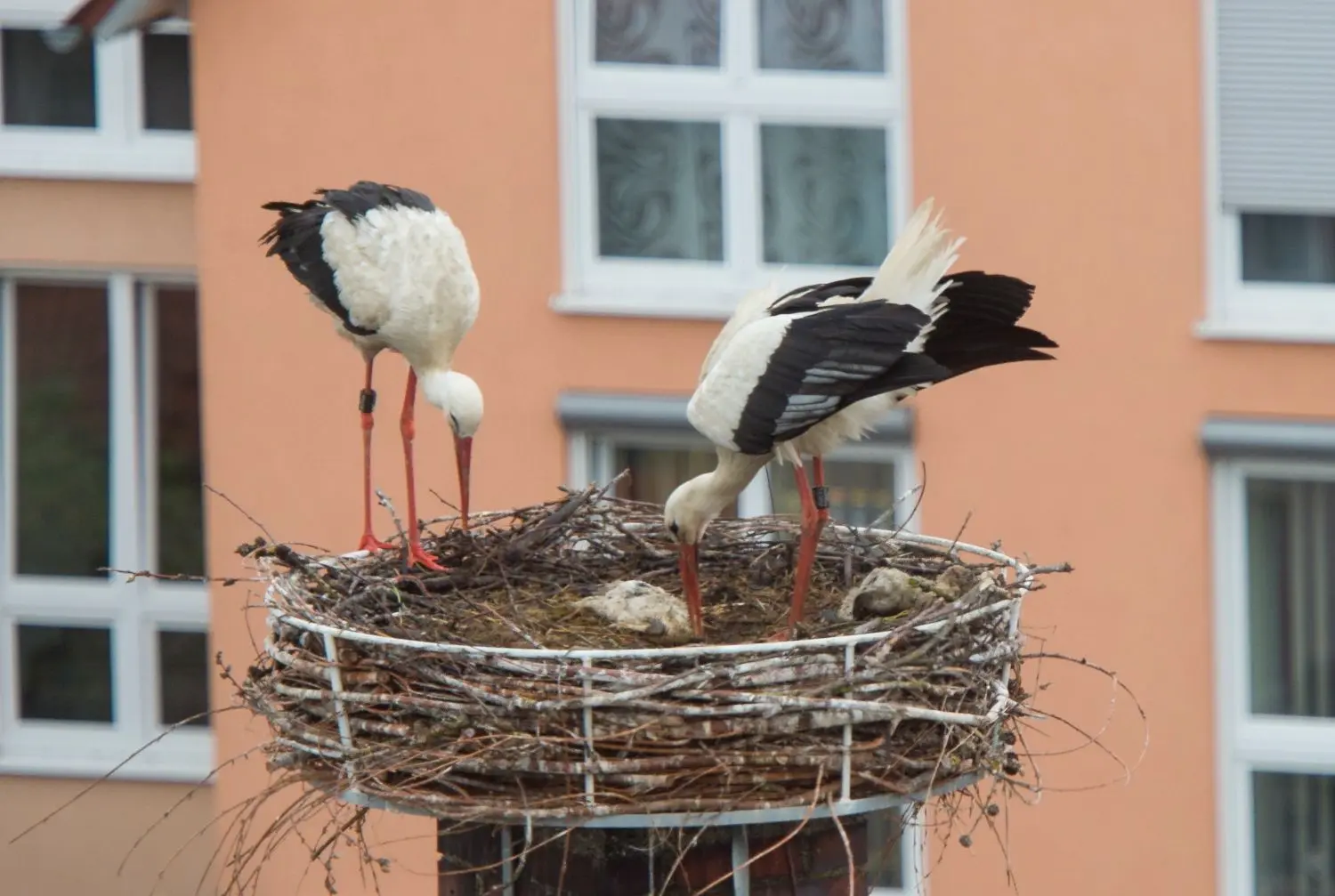 Abschiednehmen im Tierreich: Zwei Junge auf dem Kaffenbergerhaus sind verendet.