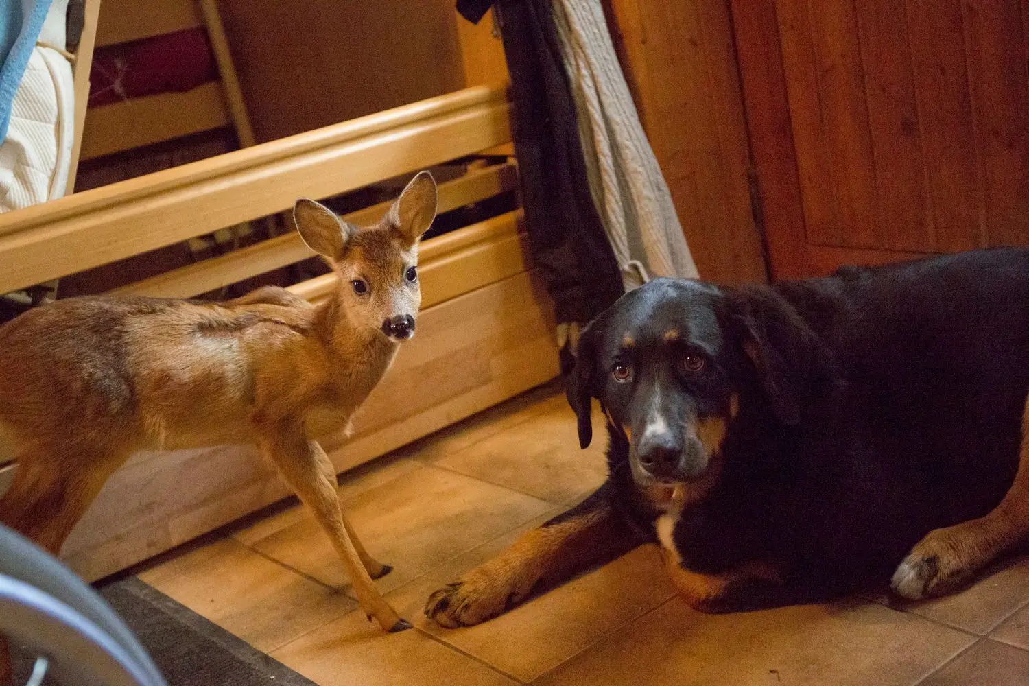 Die Appenzeller-Mischlingsdame Bailey kümmert sich rührend um das Rehkitz. Der Hund leckt das Kitz auch sauber, wie es die Mutter machen würde. ⇥