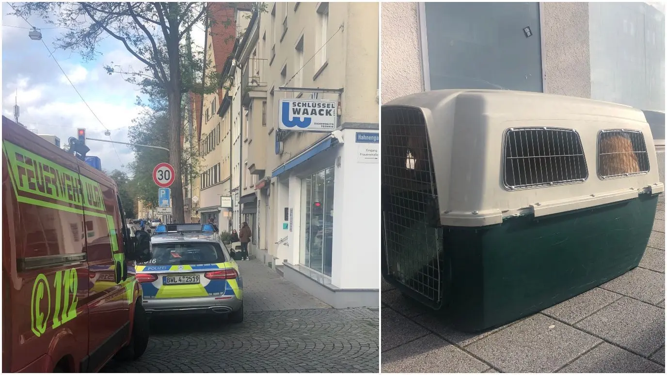 Ein Hund ist am Samstag in Ulm aus einem Fenster im 3. Stock gestürzt. Er krachte gegen ein parkendes Auto, bevor er auf dem Boden aufschlug. Die Feuerwehr legte das verletzte Tier für den Weg zum Arzt in eine Transportbox.