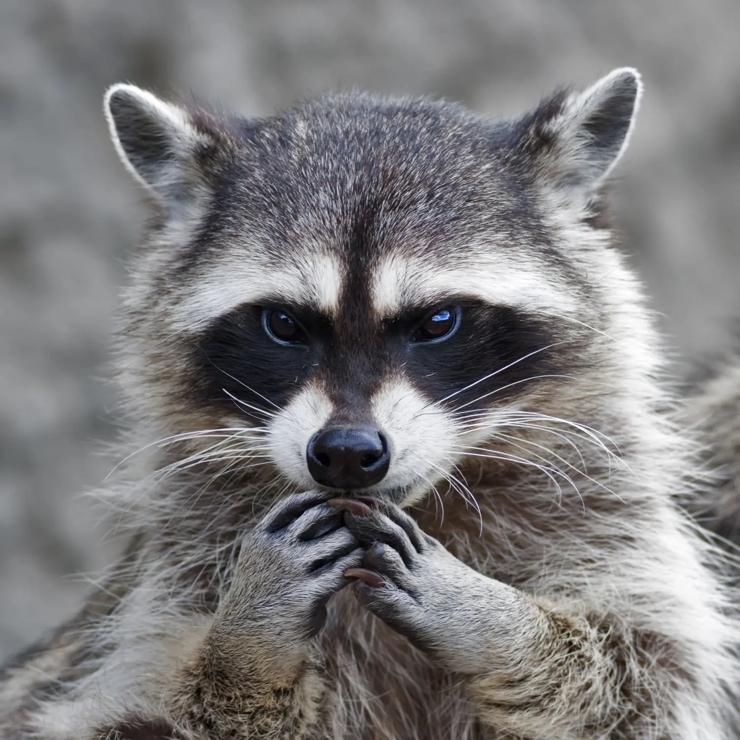 Nett anzuschauen: Der Waschbär.⇥Foto: ©andamanec/Shutterstock.com