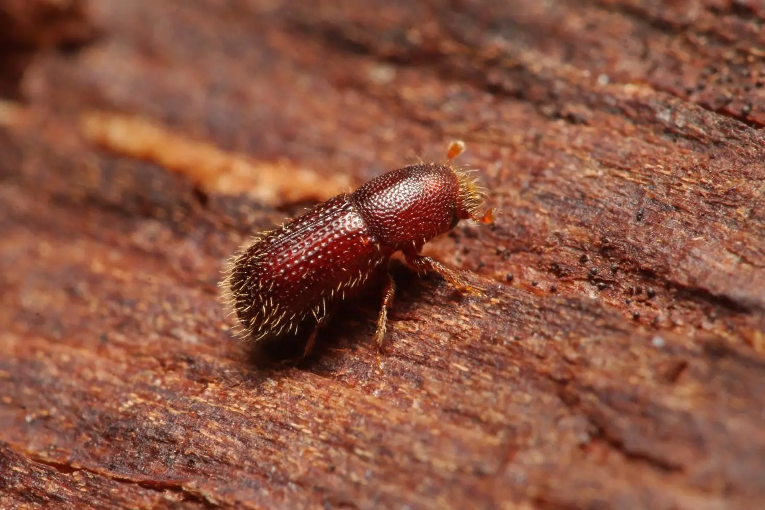 BEACHTEN: NPG-LIZENZ,Von Jiri Prochazka,Lizenzfreie Stockfotonummer: 1122018812,Bark beetle Dryocoetes himalayensis on a close up horizontal picture. A species comming from Asia, which became alien in Europe. A pest of walnut trees.,Schädling, Tier,Download am 06.09.2018 für LOKA,Foto: ©Jiri Prochazka/Shutterstock.com