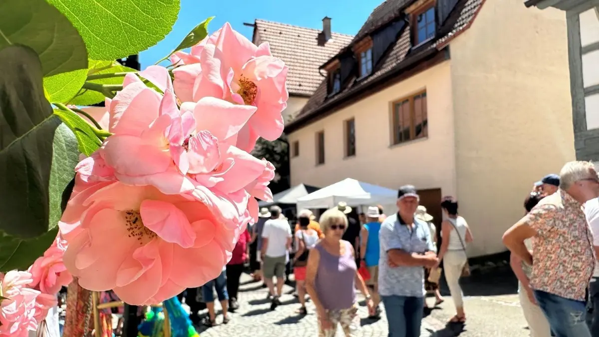 Der Rosenmarkt erwies sich am Sonntag als beliebtes Ziel. Die Herausforderung, einen Parkplatz in der Nähe zu finden, war groß. ⇥
Rosenmarkt Rosenfeld