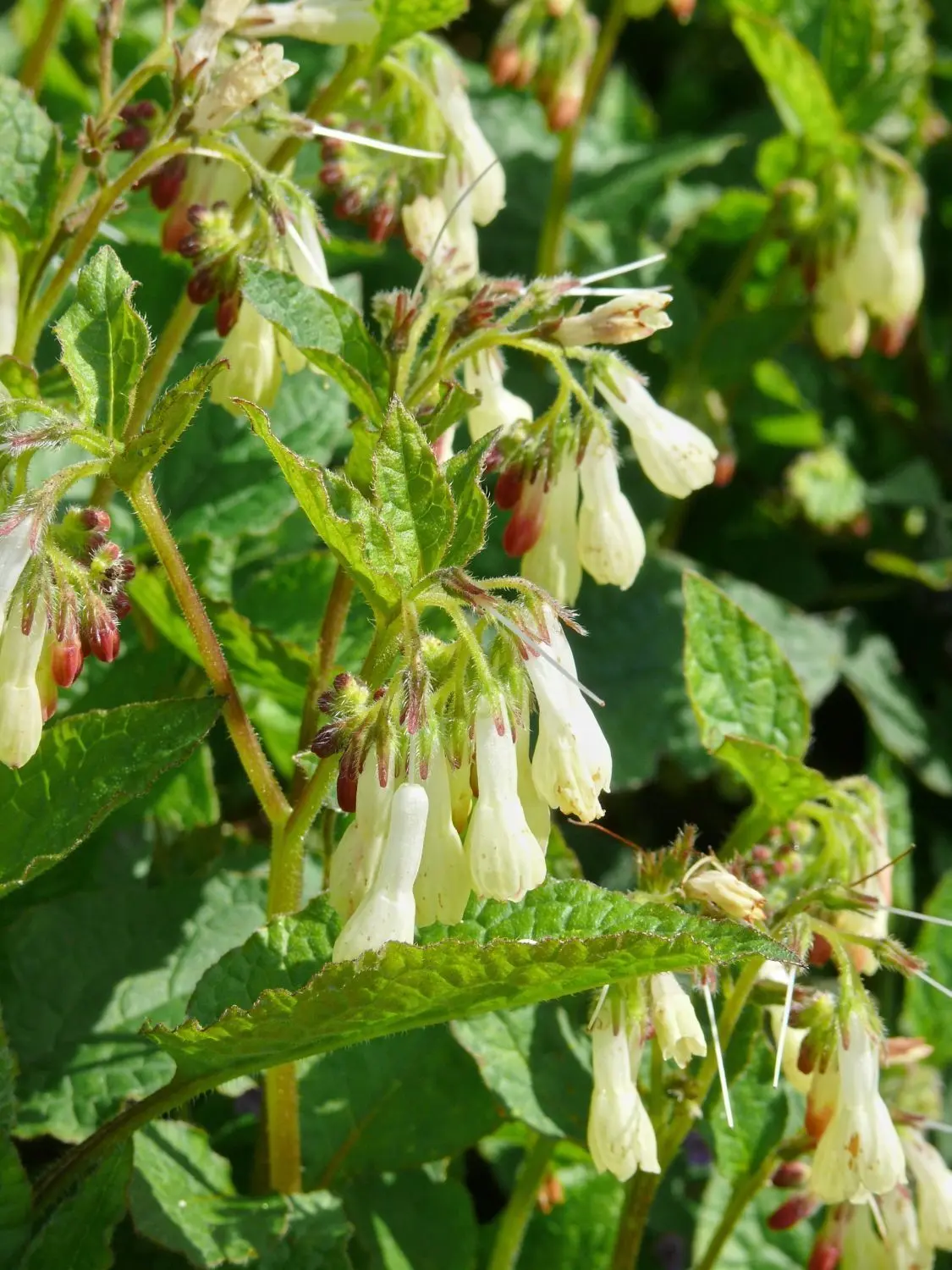 Hummeln lieben die glöckchenförmigen Beinwell-Blüten.