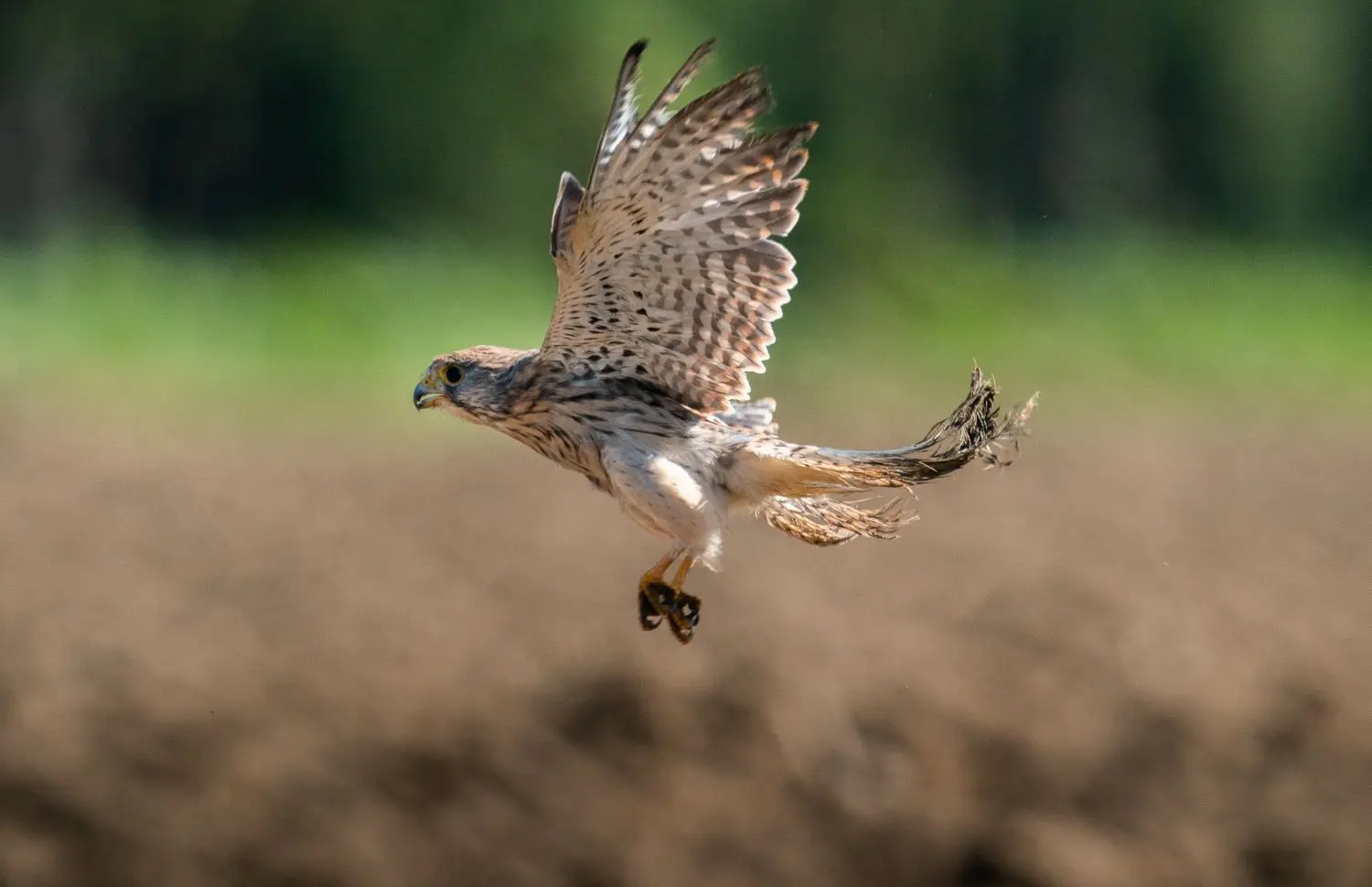 Nachdem Kröger auf das umgepflügte Feld gelaufen ist, fasst der Falke Mut und fliegt los.