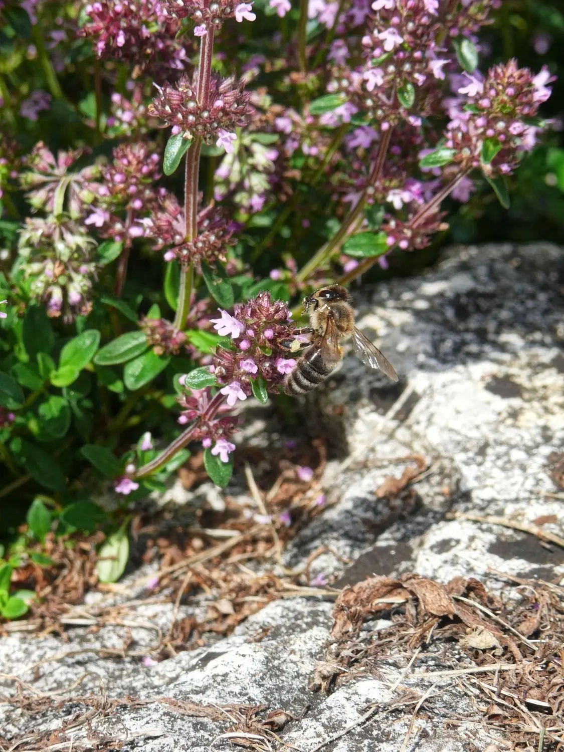 Alle Thymiansorten lieben einen vollsonnigen Platz im Garten.